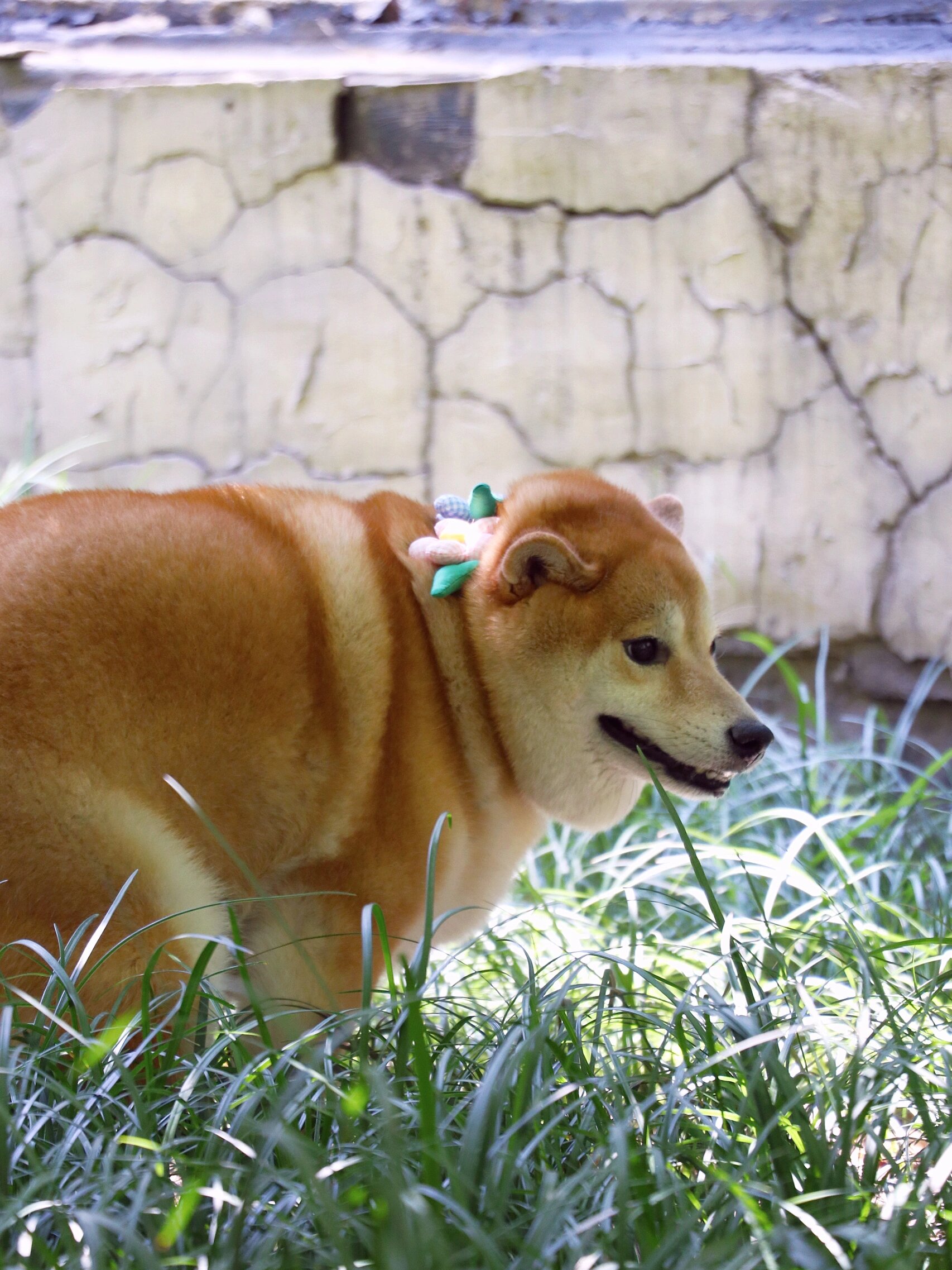 茶犬宠物图片