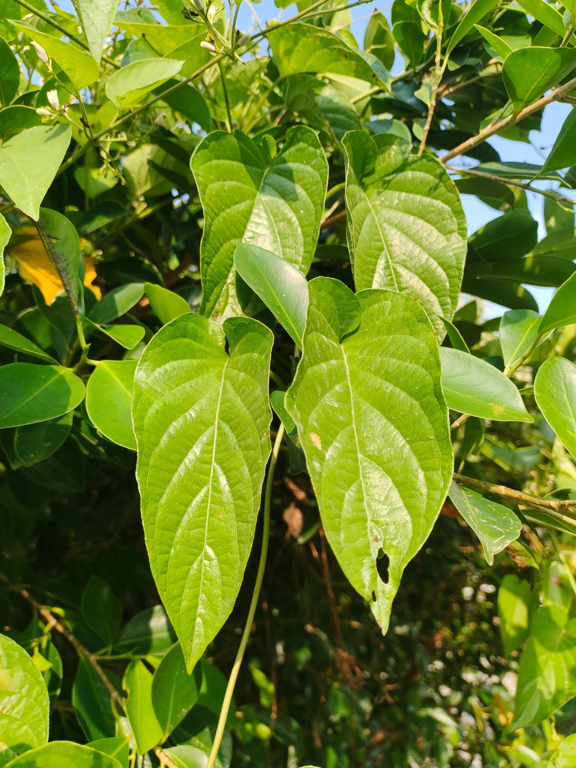 鸡爪藤草的图片大全图片