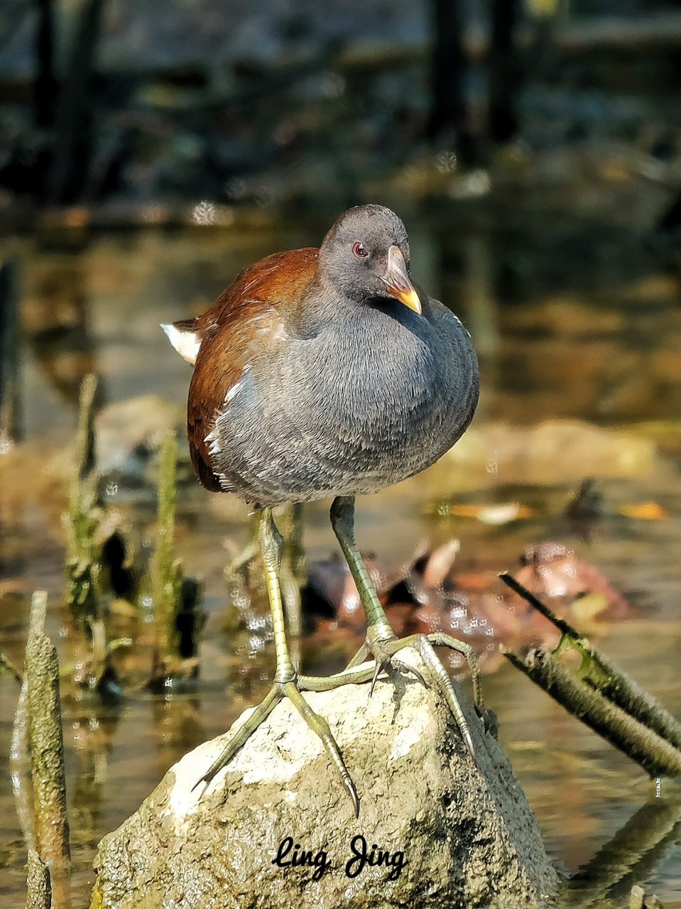 观鸟|黑水鸡(亚成鸟) 黑水鸡( 英文名:common moorhen,学名:gallinula