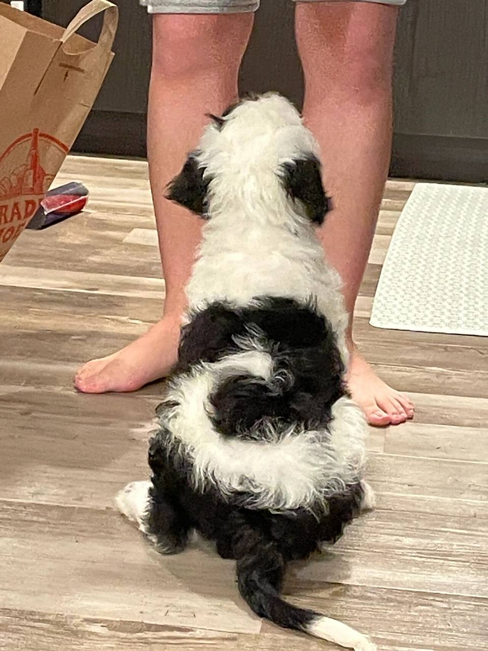 太极小狗 可爱的小bobby