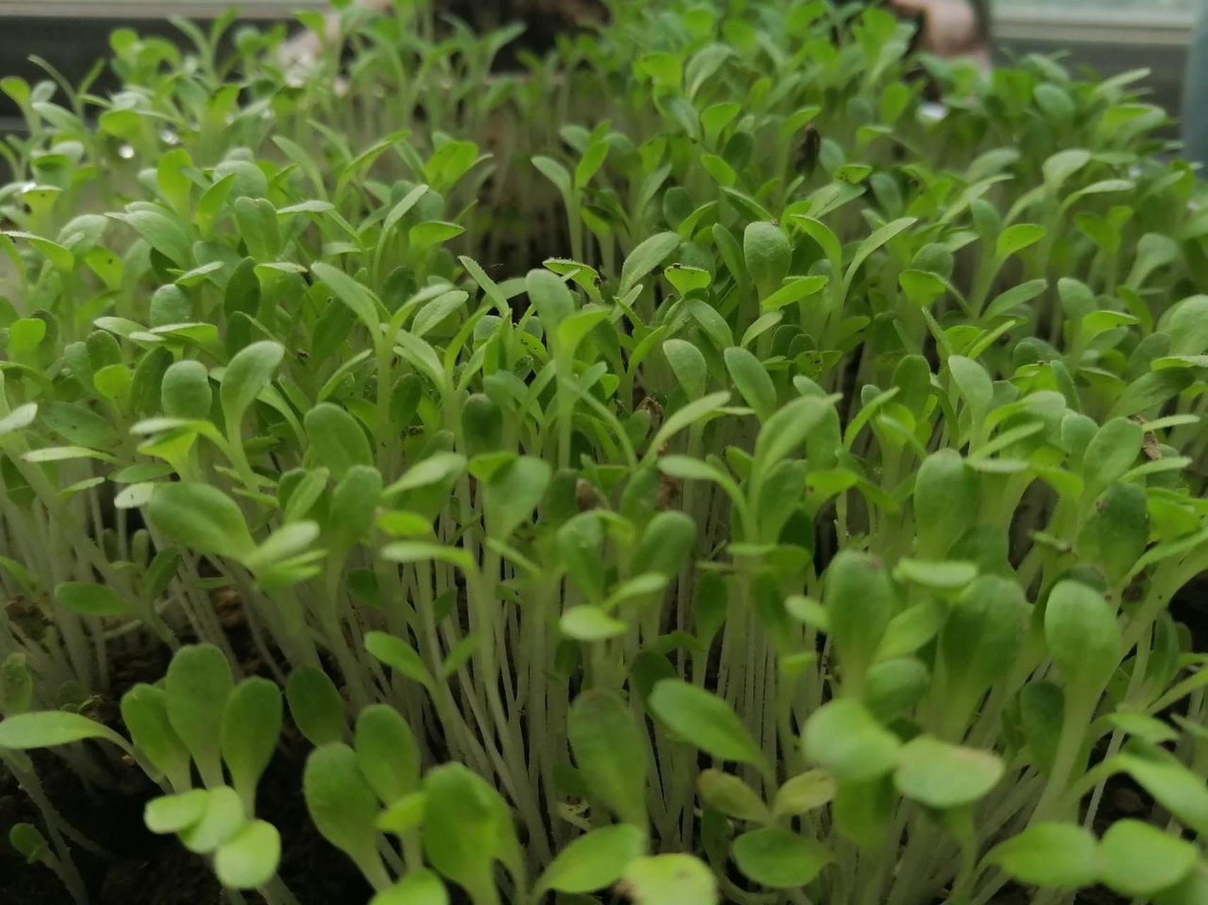 种的青菜出来了,嫩绿得喜人. 美中不足的是出苗不均.