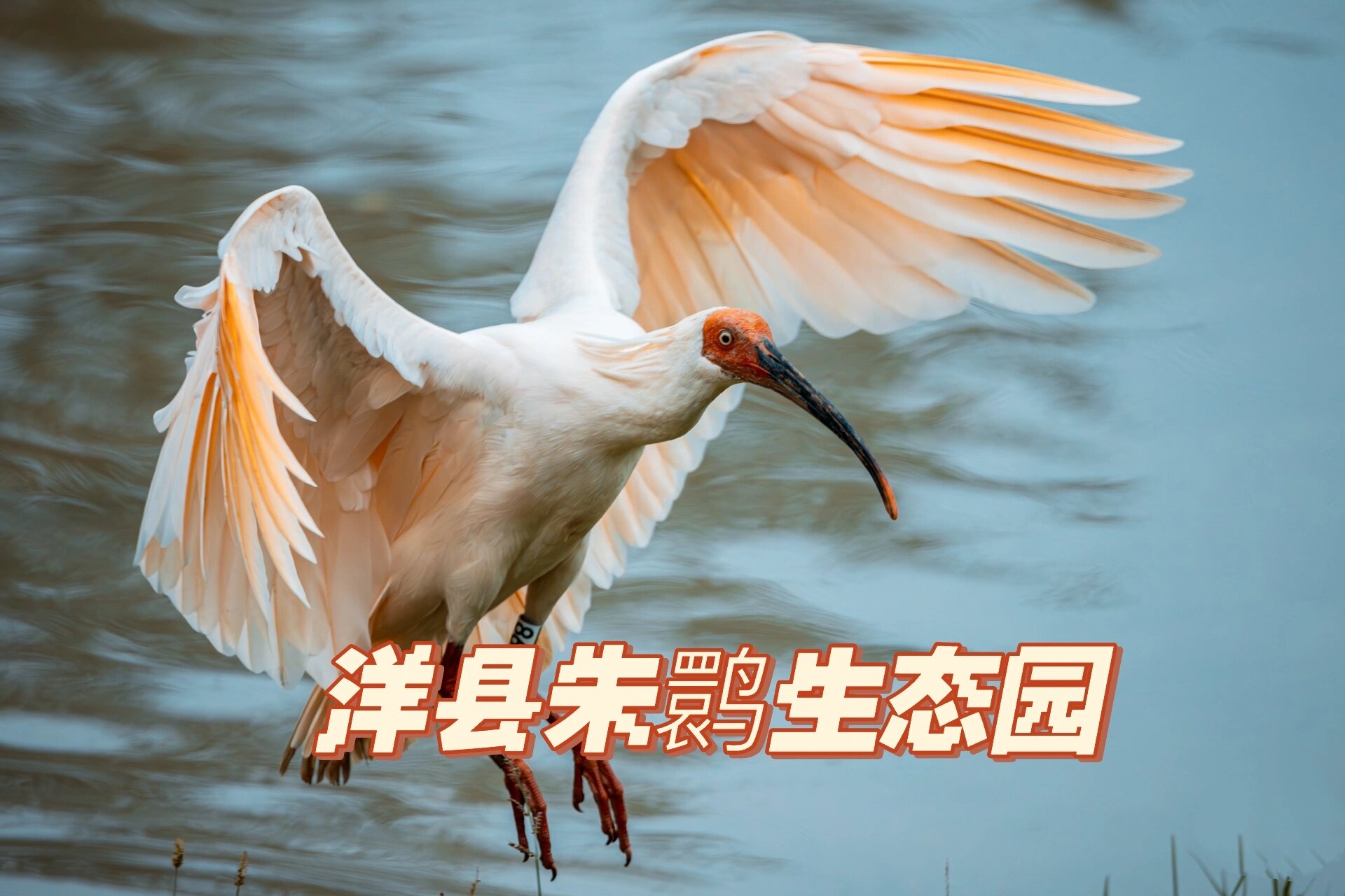 汉中市洋县朱鹮生态园 门票:40一张,65岁以上老人免费 大致分两个区域