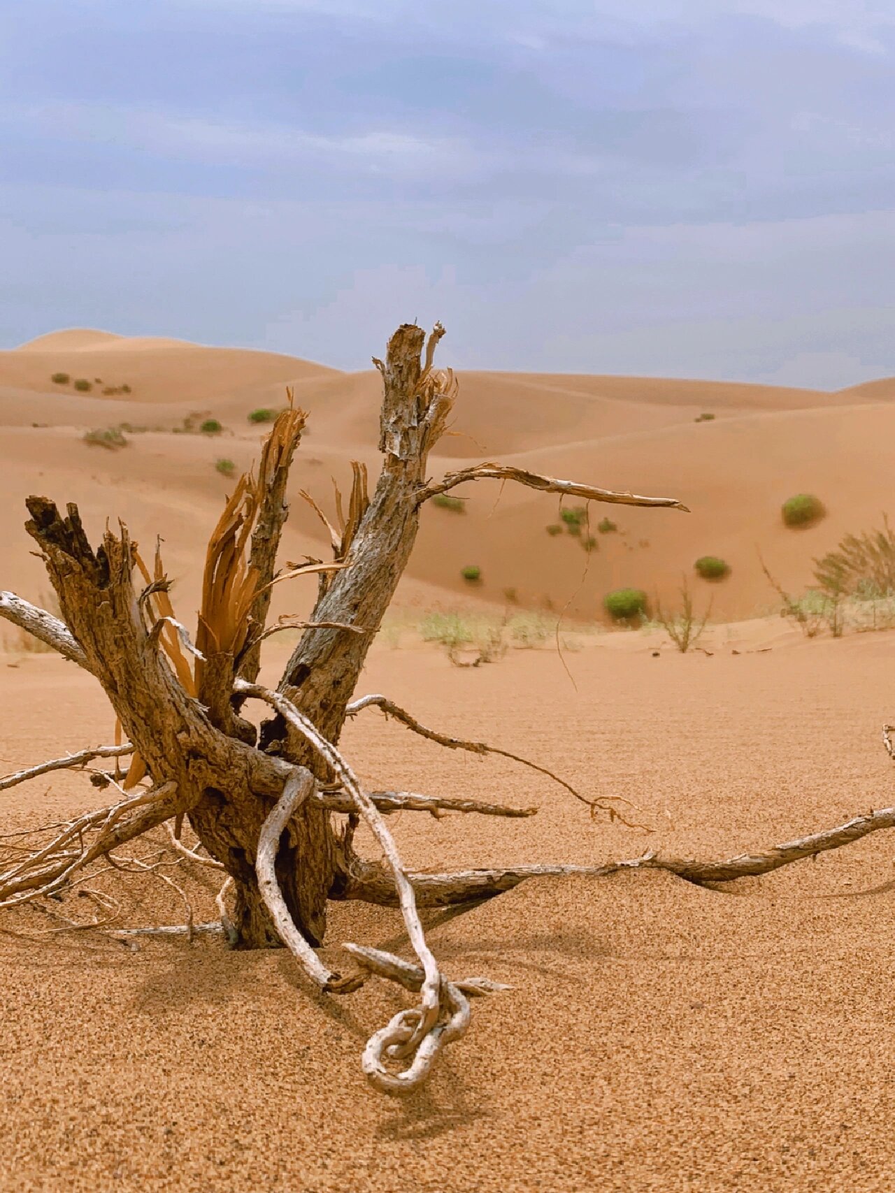 宁夏中卫通湖草原!动物牧场77旅行攻略737373