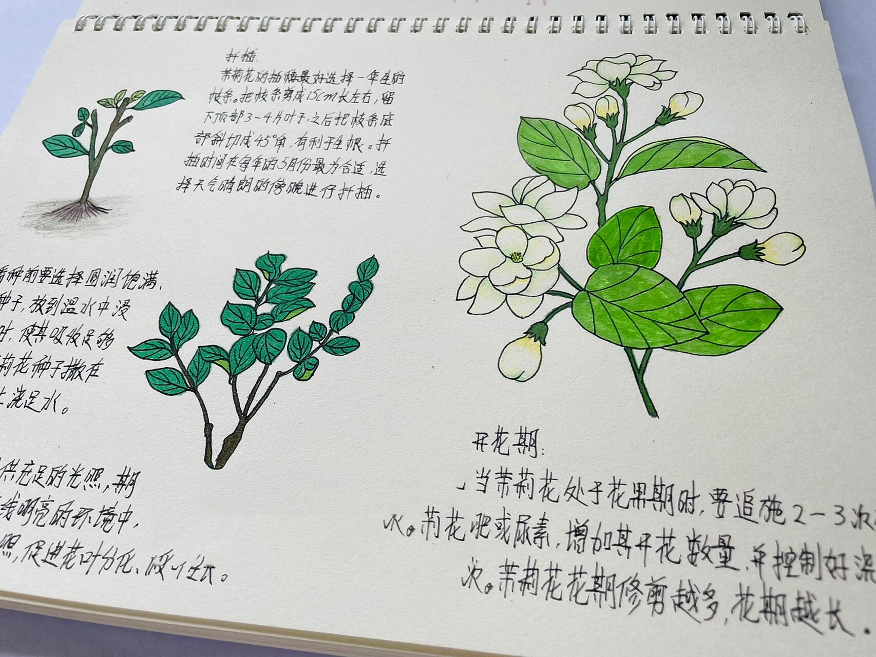 茉莉花自然笔记图片