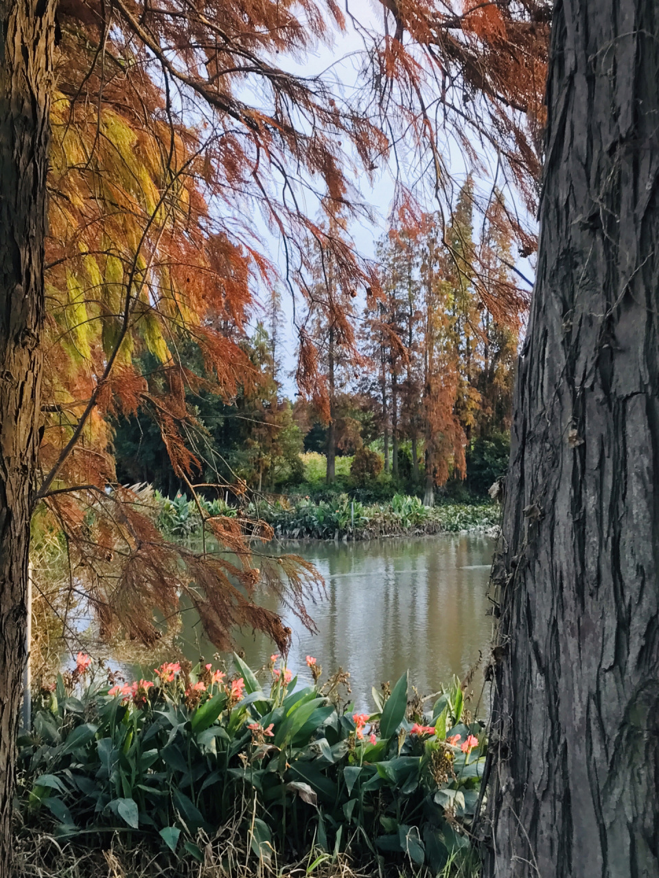 旁边是一片超级大的玉米地99和一些草药91的相关介绍,落羽杉