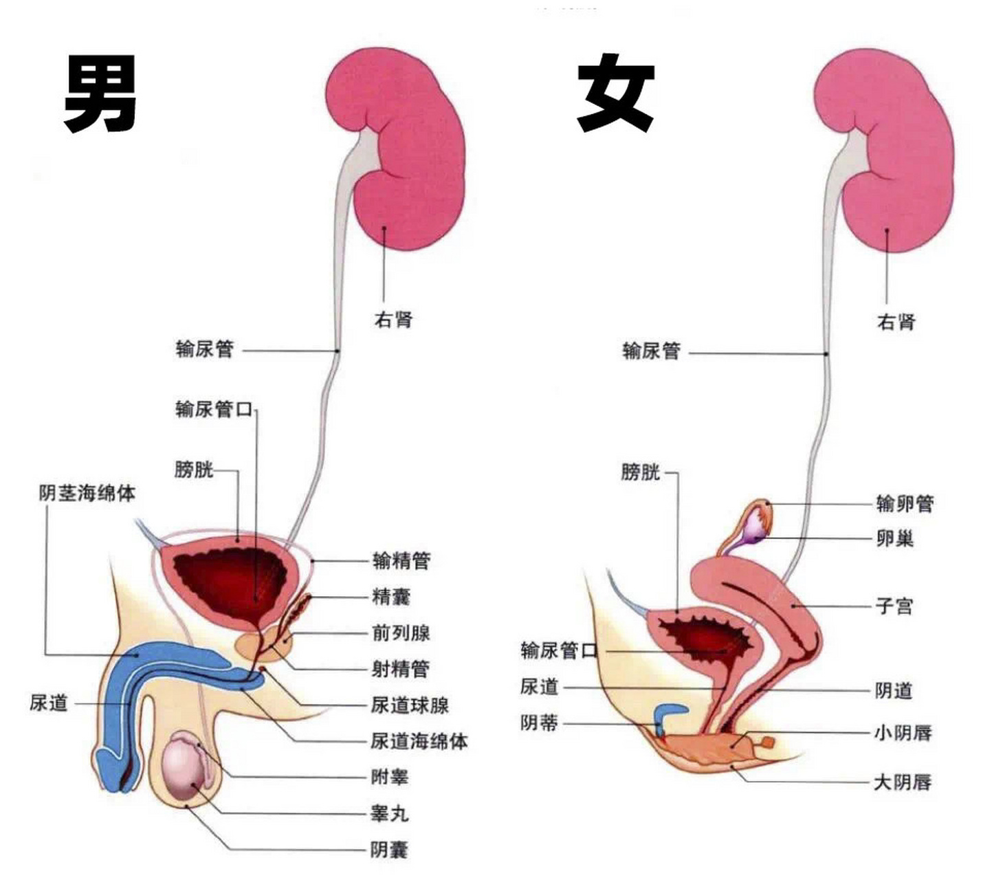 男性膀胱身体图片