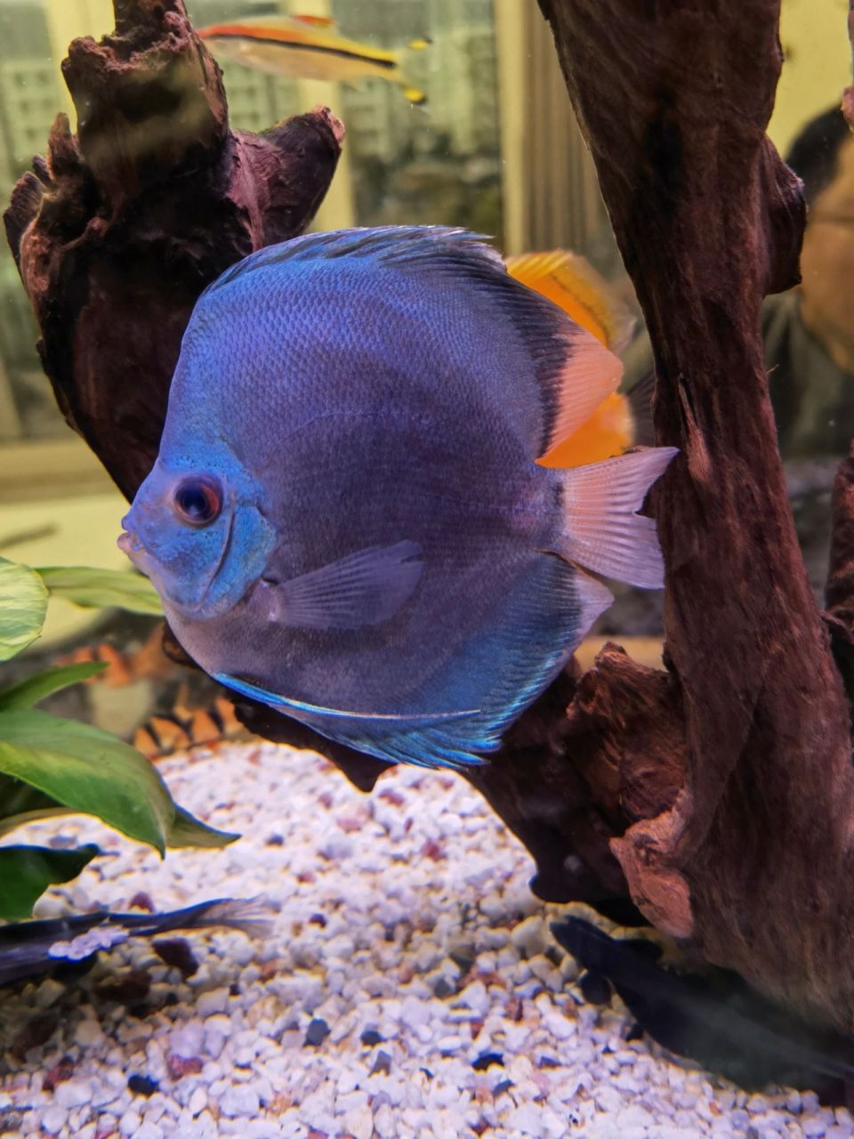 七彩神仙鱼之老头鱼 前两天提到有两条鱼一直拒食,一条是老虎狗,一条