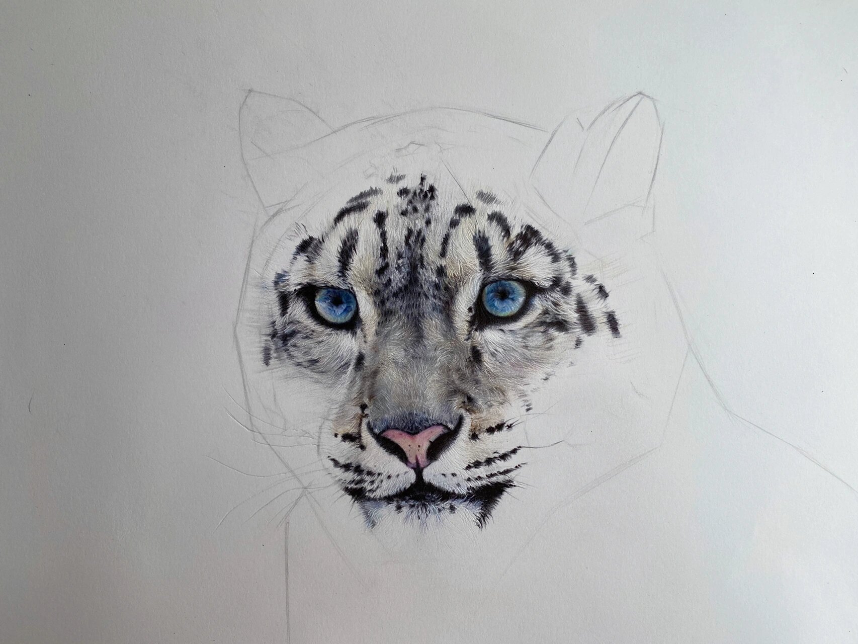 圆珠笔 彩铅动物-雪豹 及一些绘画步骤 动物系列暂时画到这里 先休养
