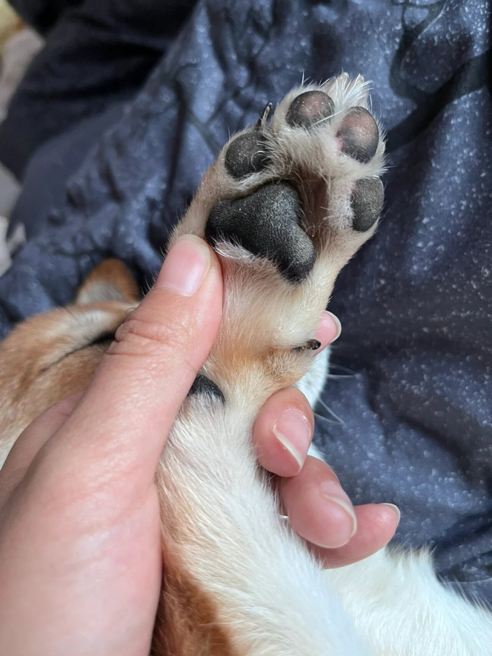 狗狗爪子上都是小刺刺特别干 这是真正常的小爪子嘛