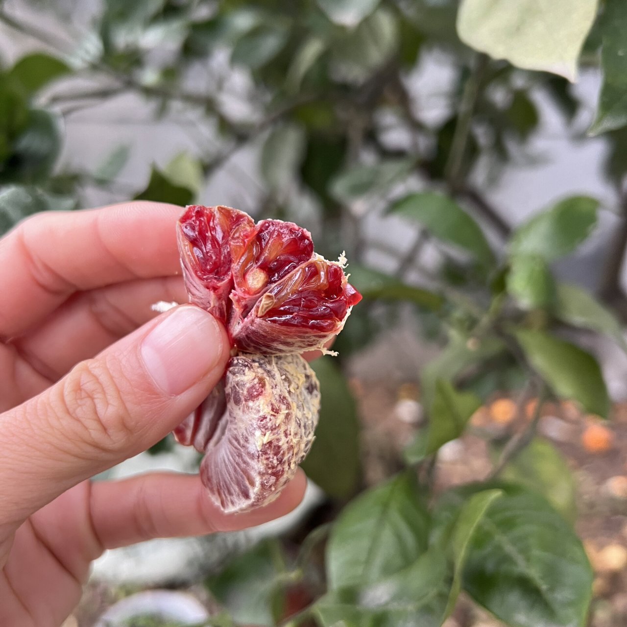 咱果园的新品种～媛红椪柑 太田椪柑和摩洛血橙杂交,成熟后一整个杨梅