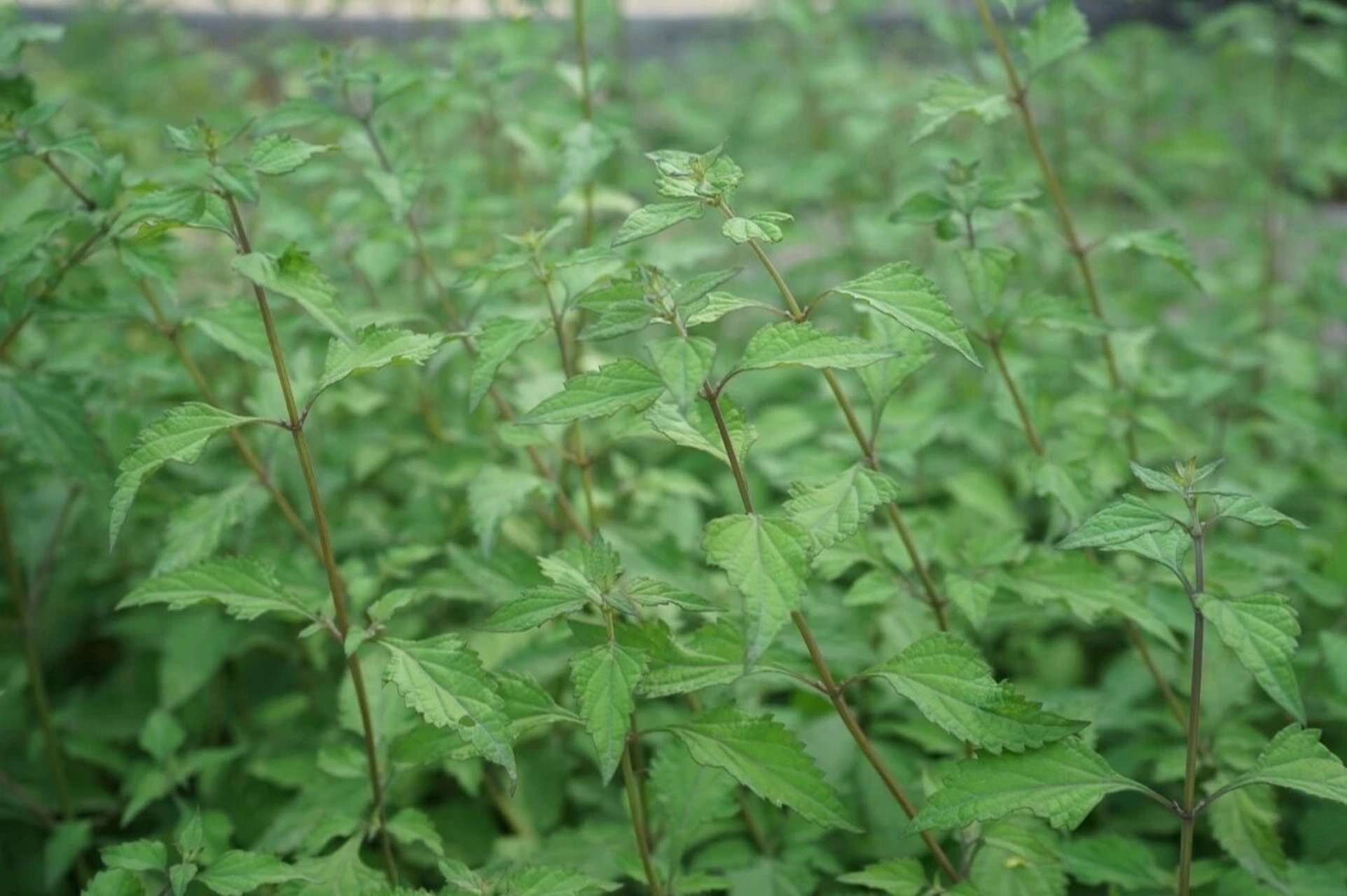 夏日里采一种名叫"冬凌草"的山间草药,做成"冬凌茶"喝到四季又轮回