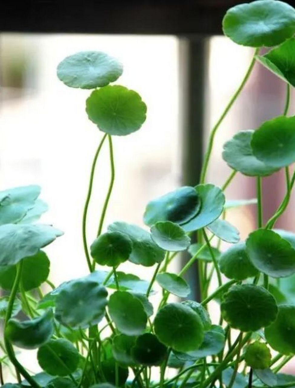 有几种被认为具有镇宅旺财效果的花卉,包括: 1.