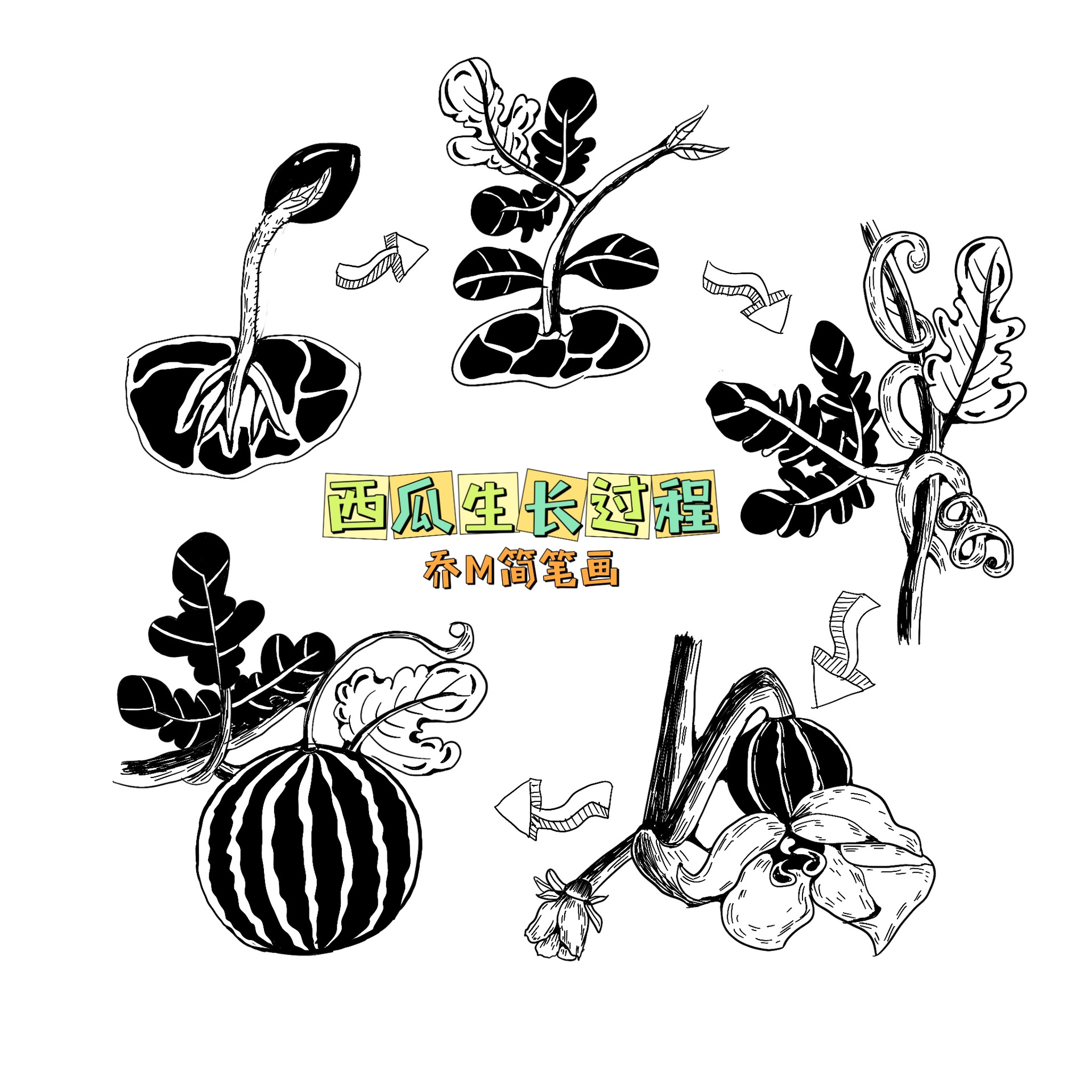 【简笔画系列】—西瓜生长过程