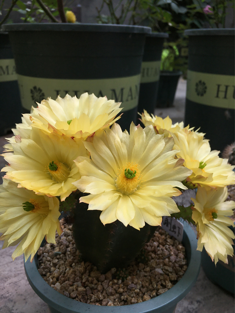 仙人球开花 微刺虾 微刺虾 折墨虾和无名虾这三个品种是19年买的小苗