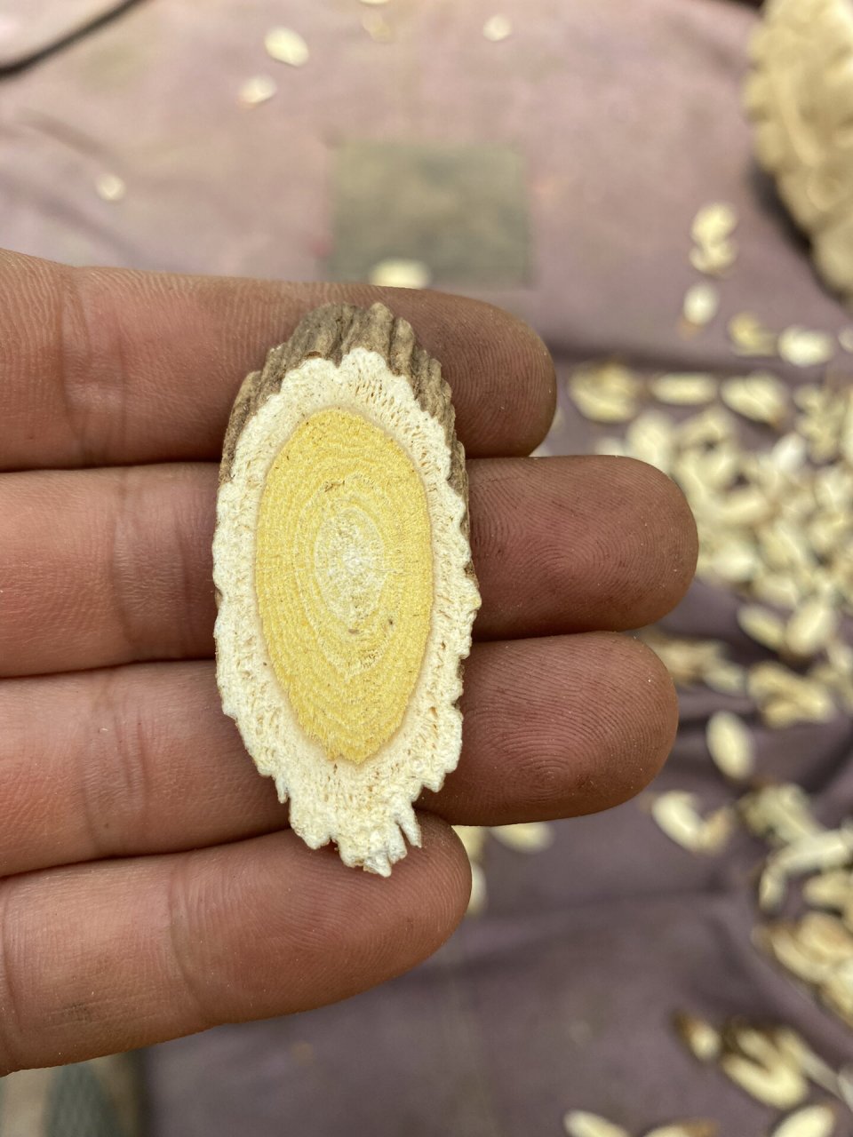 年份够久,表皮够粗糙. 菊花心够黄,补气才够.#野生黄芪# #补气