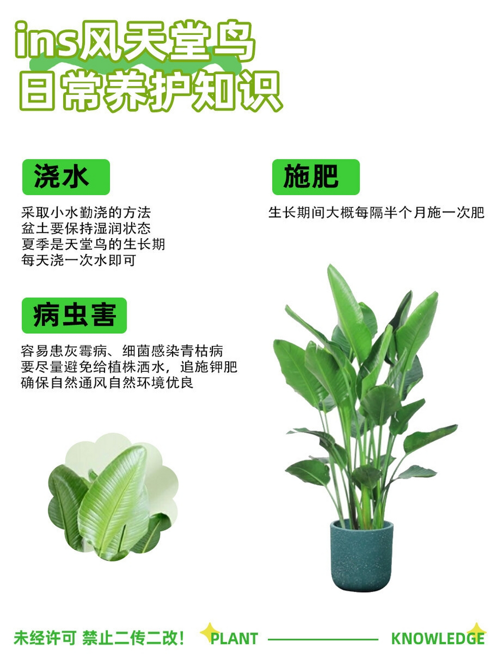 种点绿植③ | 天堂鸟日常养护知识 天堂鸟株型坚硬挺拔 花朵像展翅的