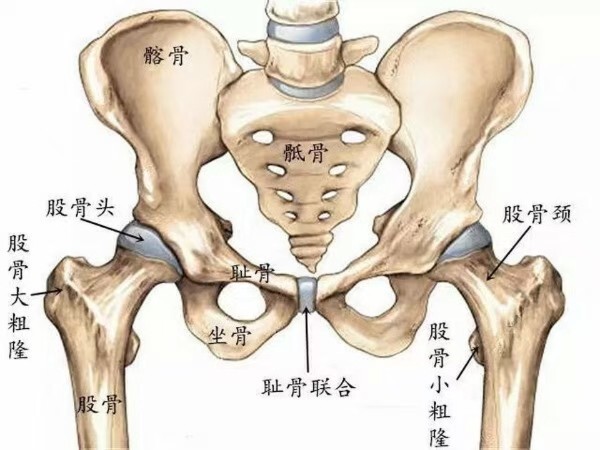 髋关节的关节窝特别深