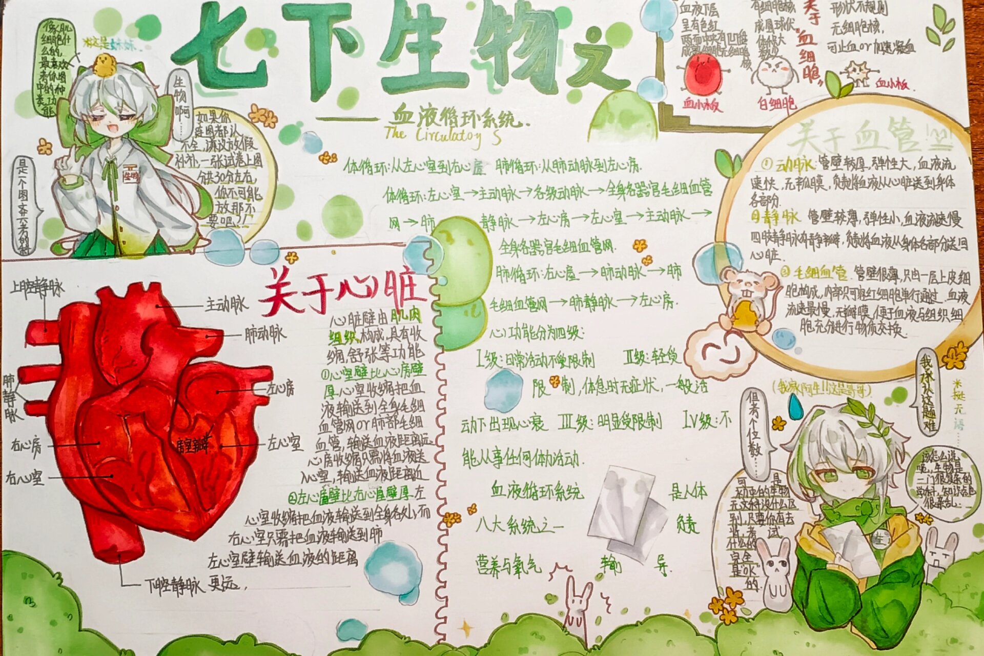 七下生物血液循环系统手抄报