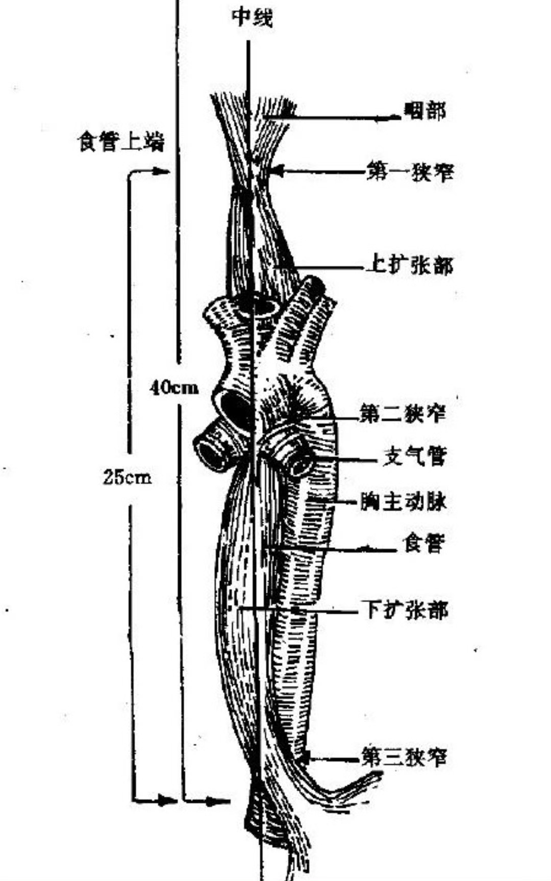 男性环状软骨突出图片图片