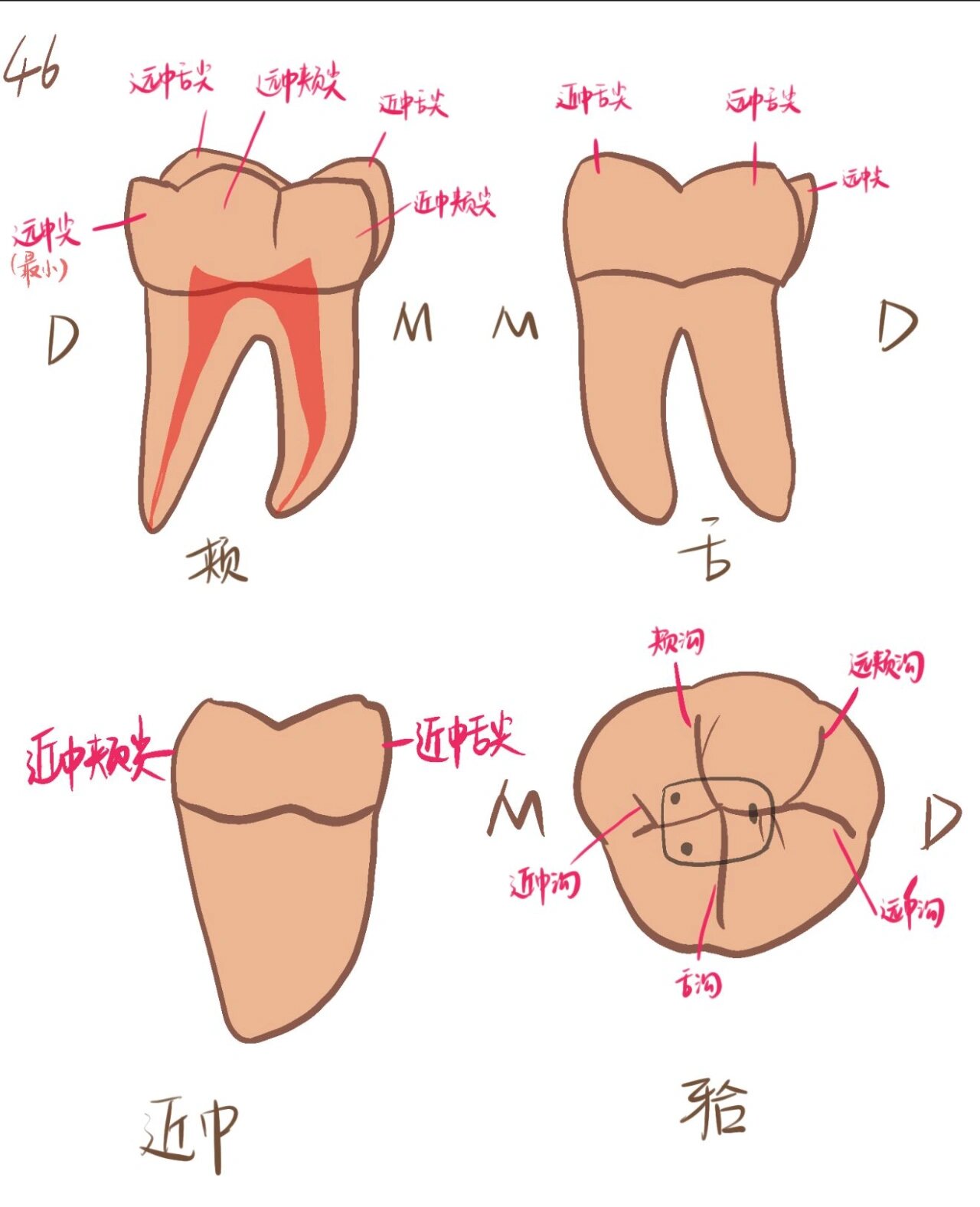 下颌第一磨牙绘制图图片