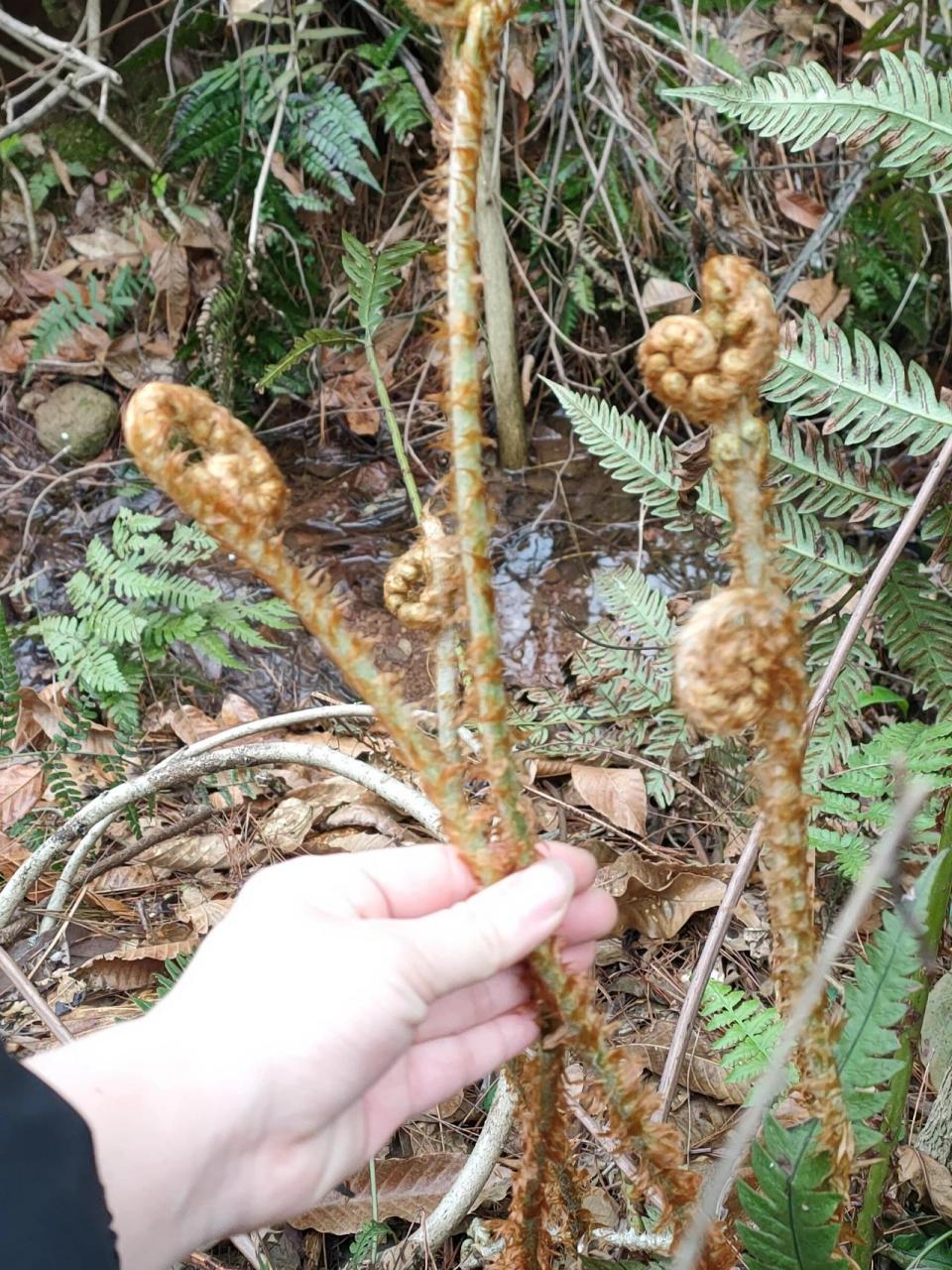 毛蕨菜图片