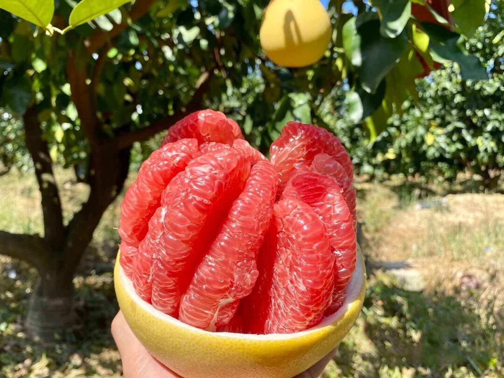 福建琯溪蜜柚三红柚 7815平和三红蜜柚,现在仅仅