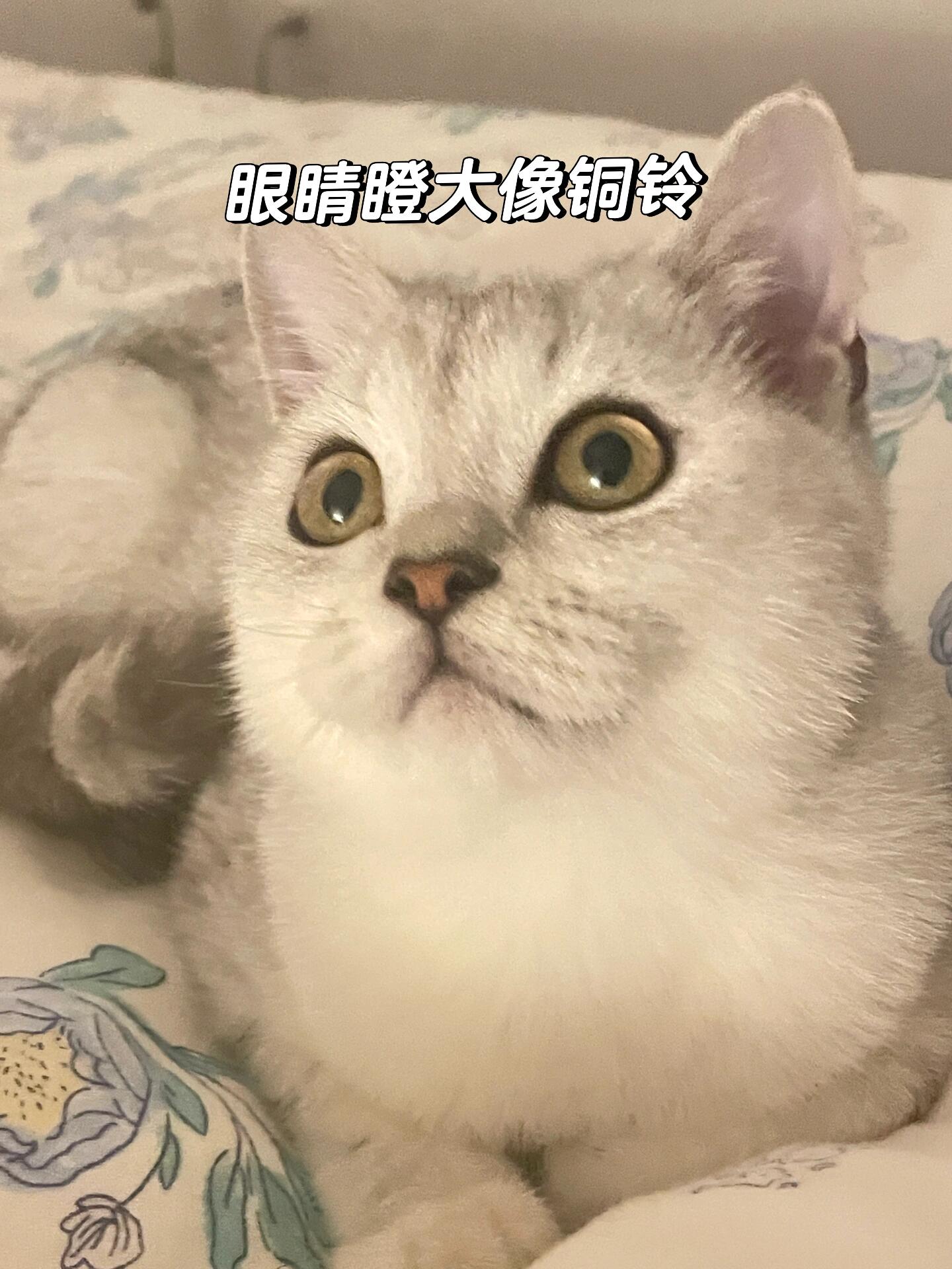 银渐层2-6个月变化,发腮