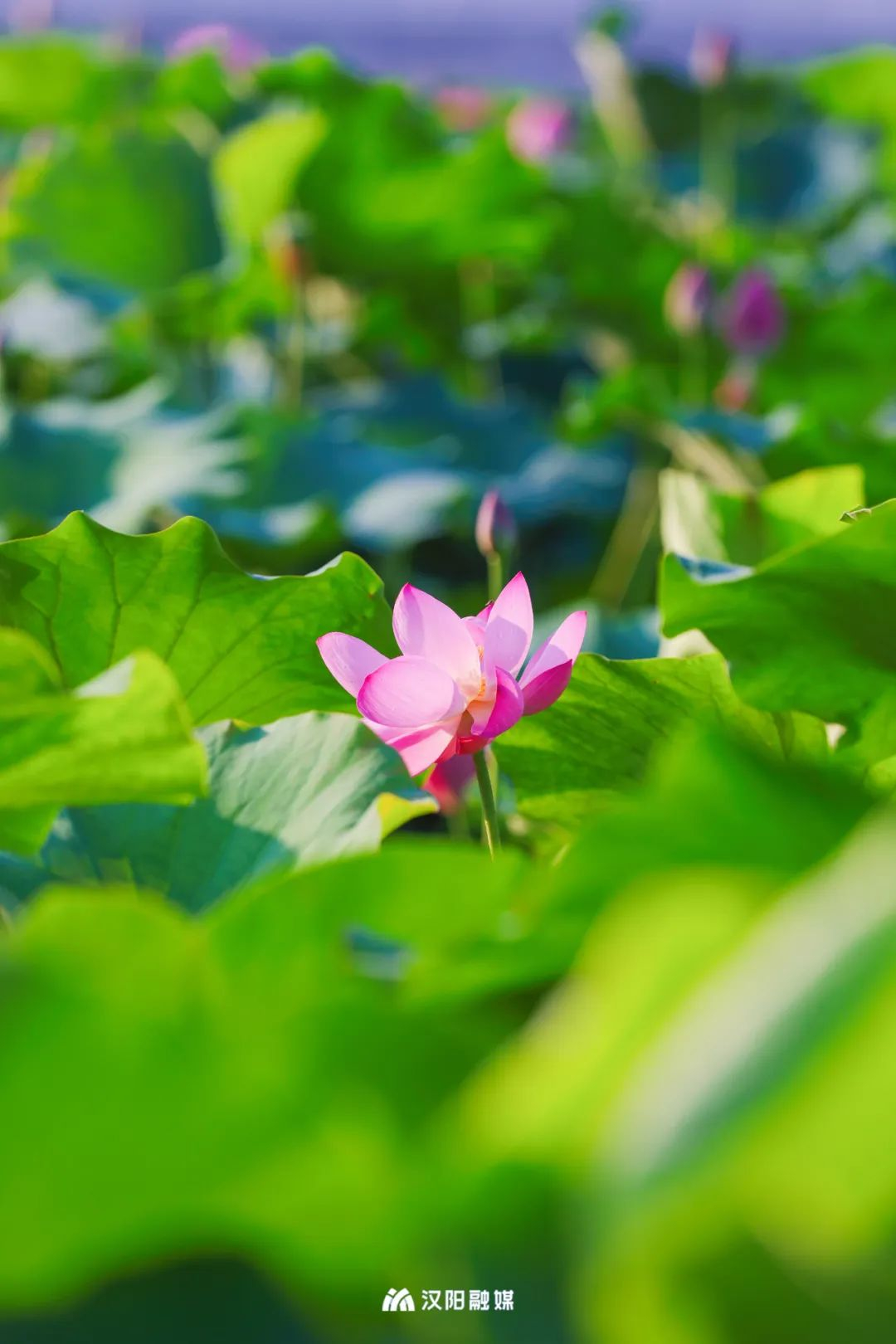 关于清凉夏天的照片图片