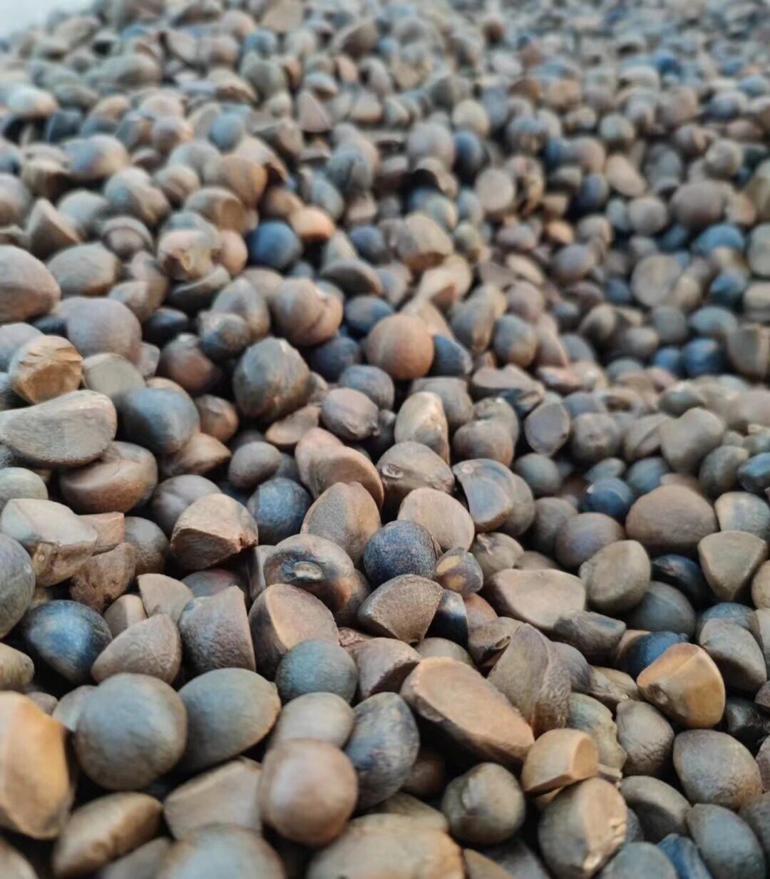 茶籽不仅可以榨油,还可以制成洗发水供人们使用.