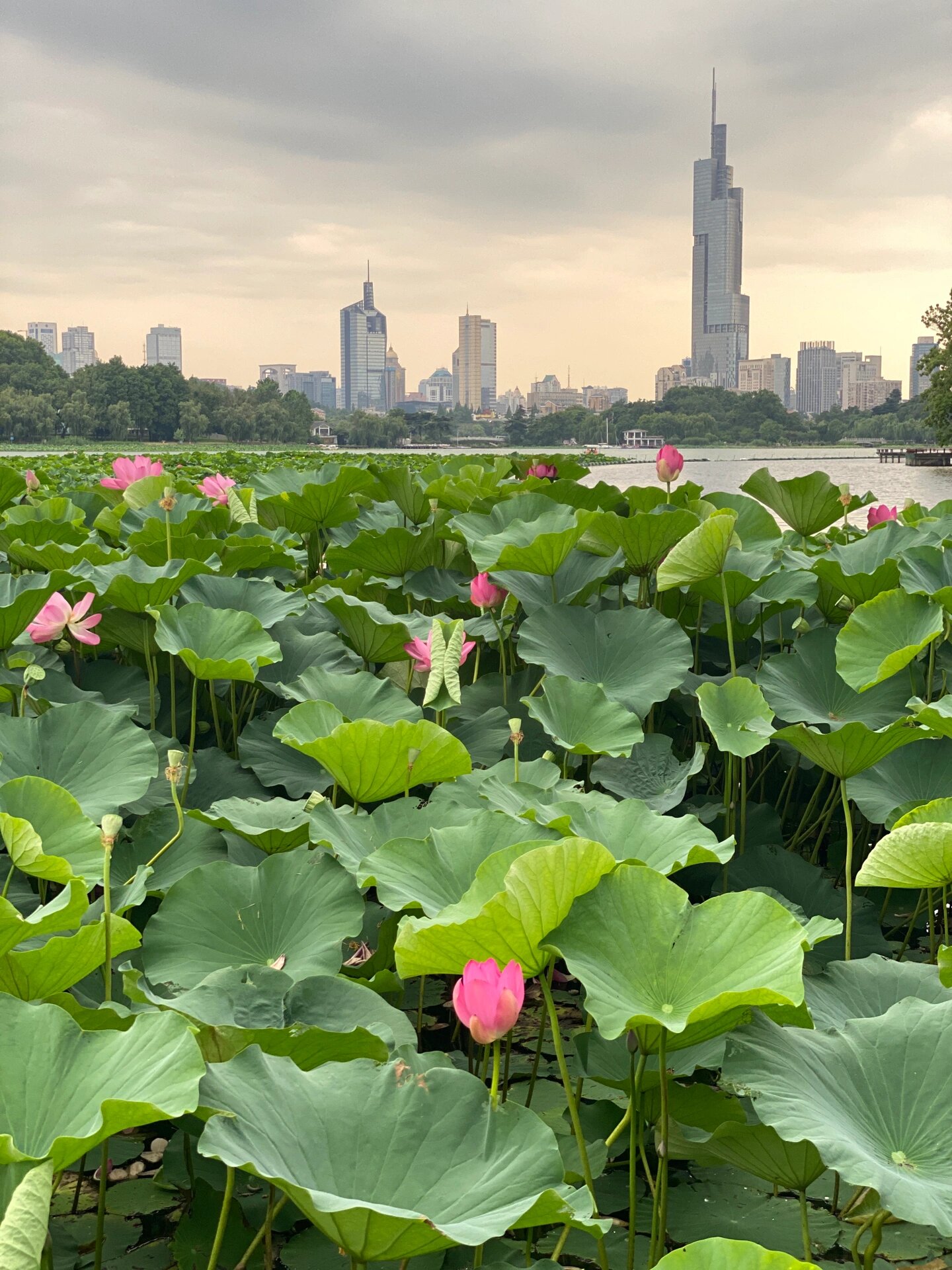 玄武湖赏荷花