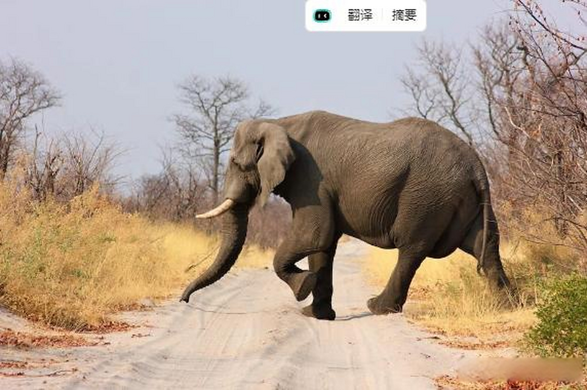 大象的鼻子被称为"长鼻子"或"象鼻",它不仅仅是一根长长的器官,而是