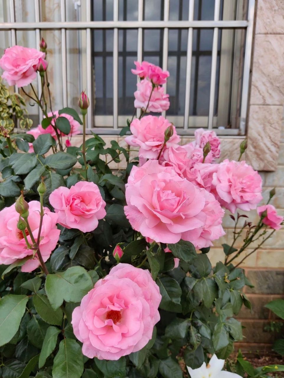 不得不说国产月季真的很优秀,我妈前年扦插的绯扇,这是夏天的开花