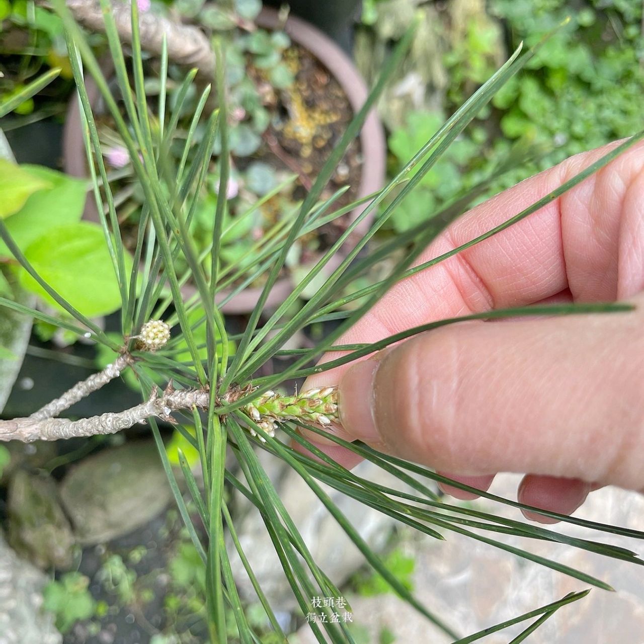 黑松短针(初春第一步) 之所以说松类盆栽的养护难度高,其中一个重要的