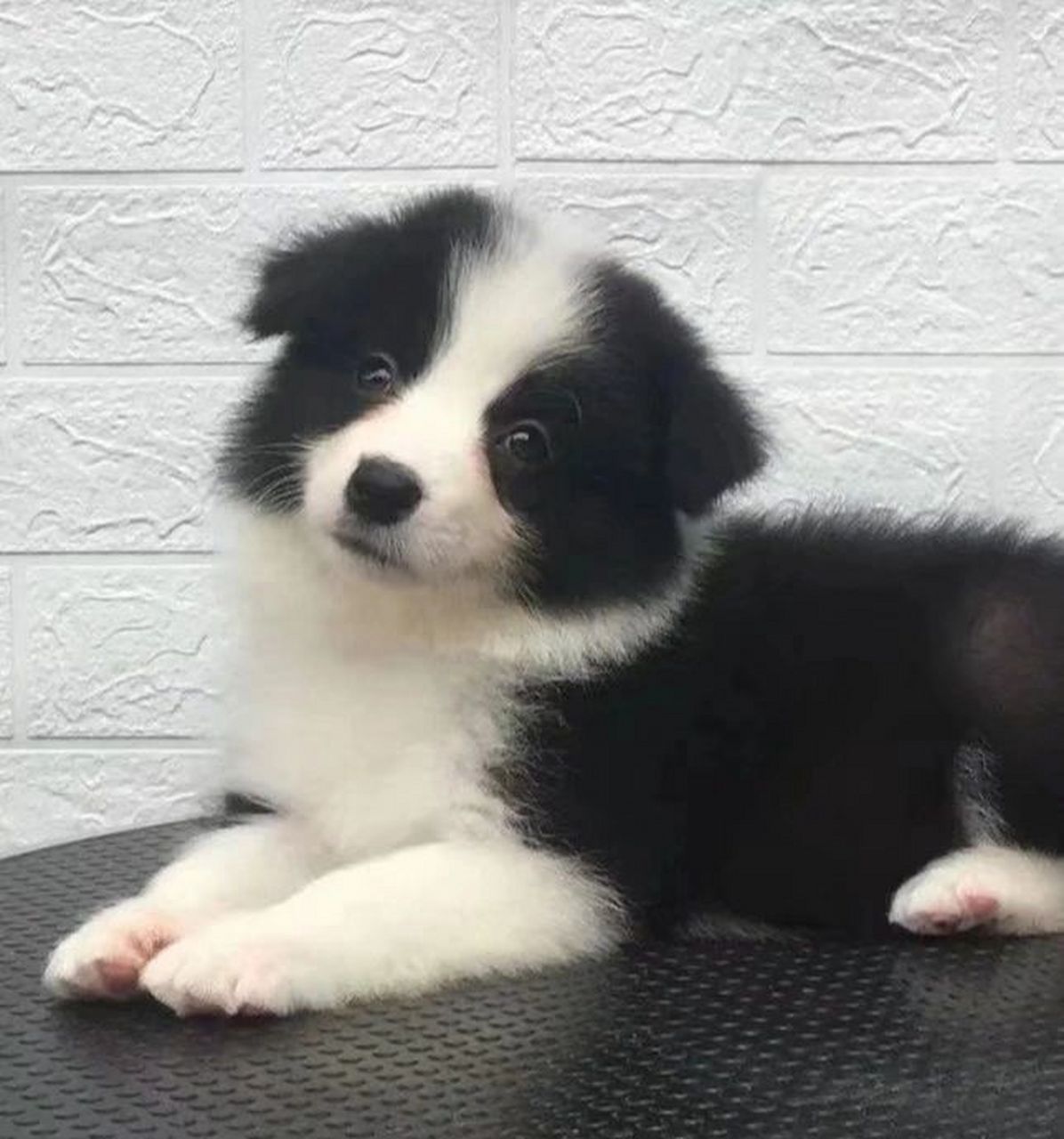 祝我们的鼠标公主生日快乐哦!