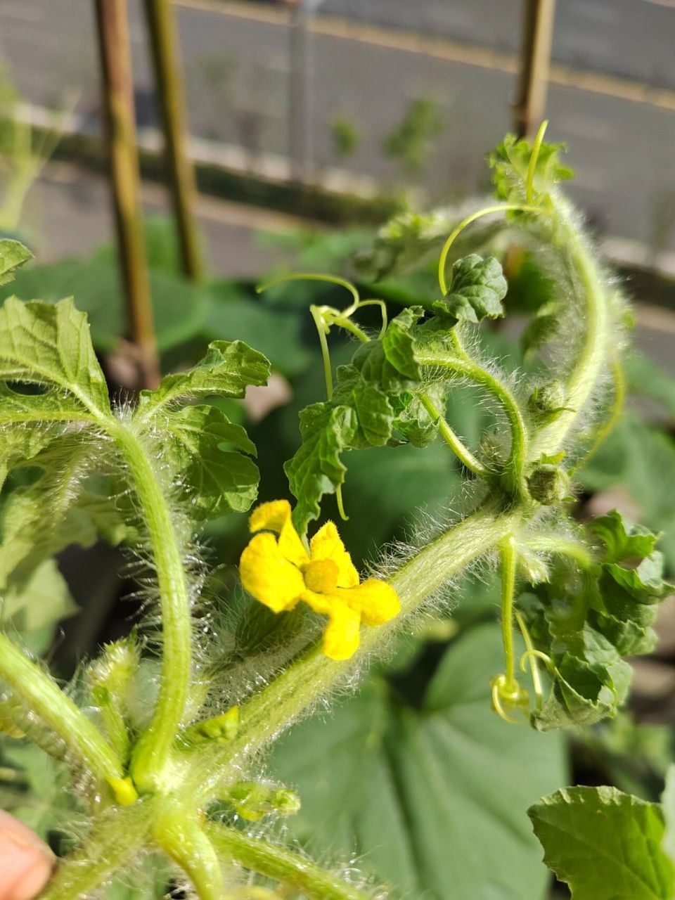 西瓜雌花终于开花啦!