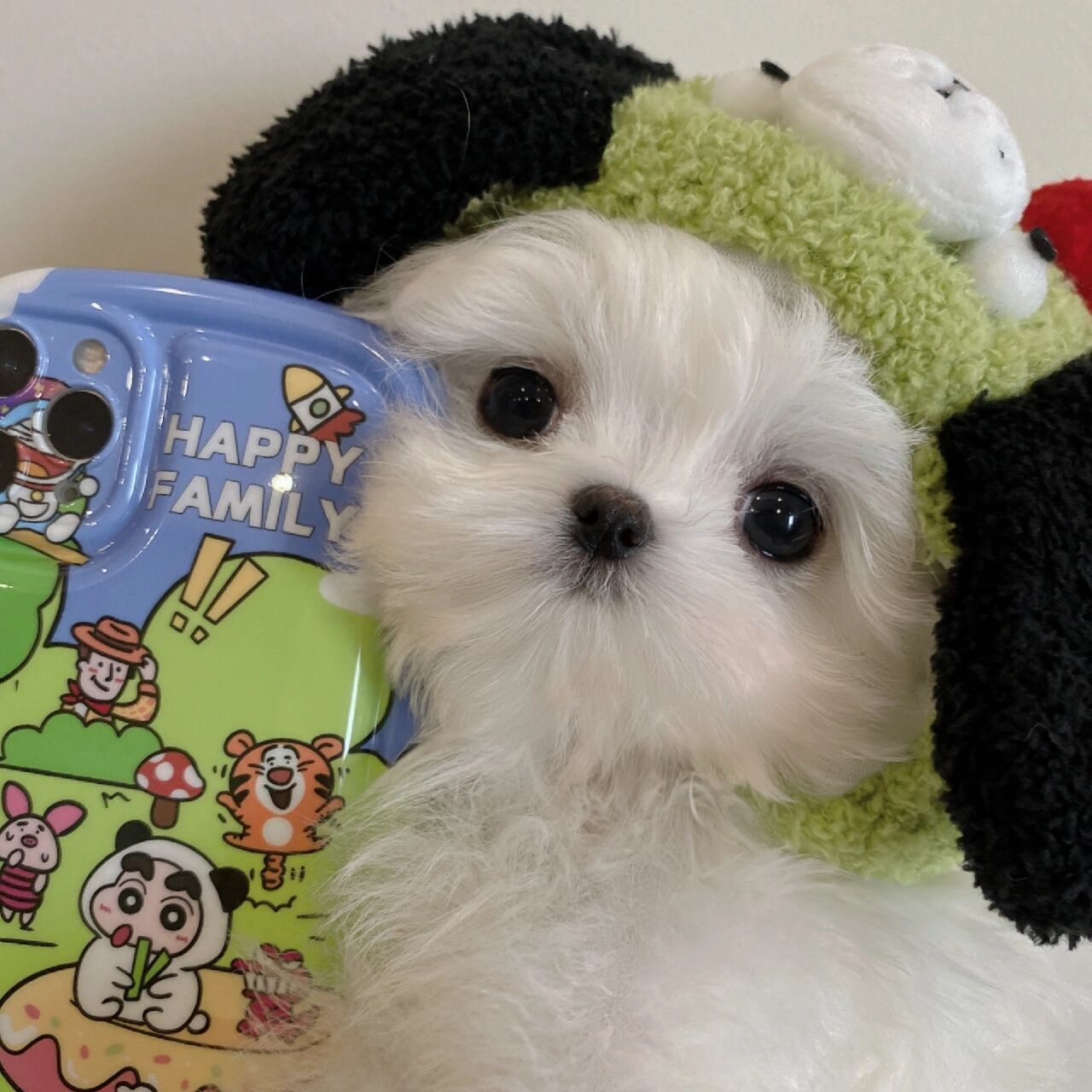 狗狗情侣头像给大家安排上 整理了一期马尔济斯头像 世界上怎么会有