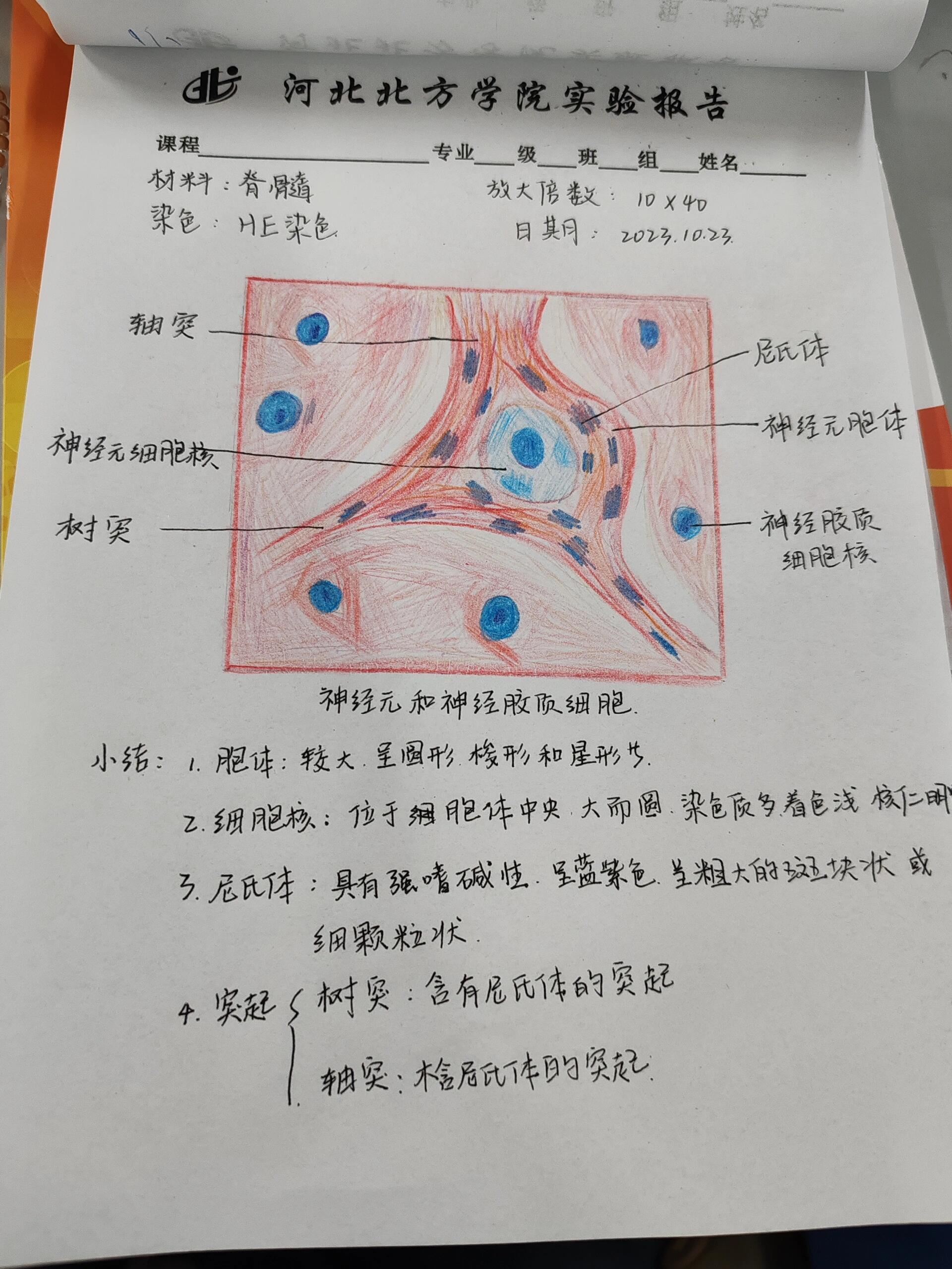 组胚实验报告  脊髓神经元 组胚实验报告  脊髓神经元