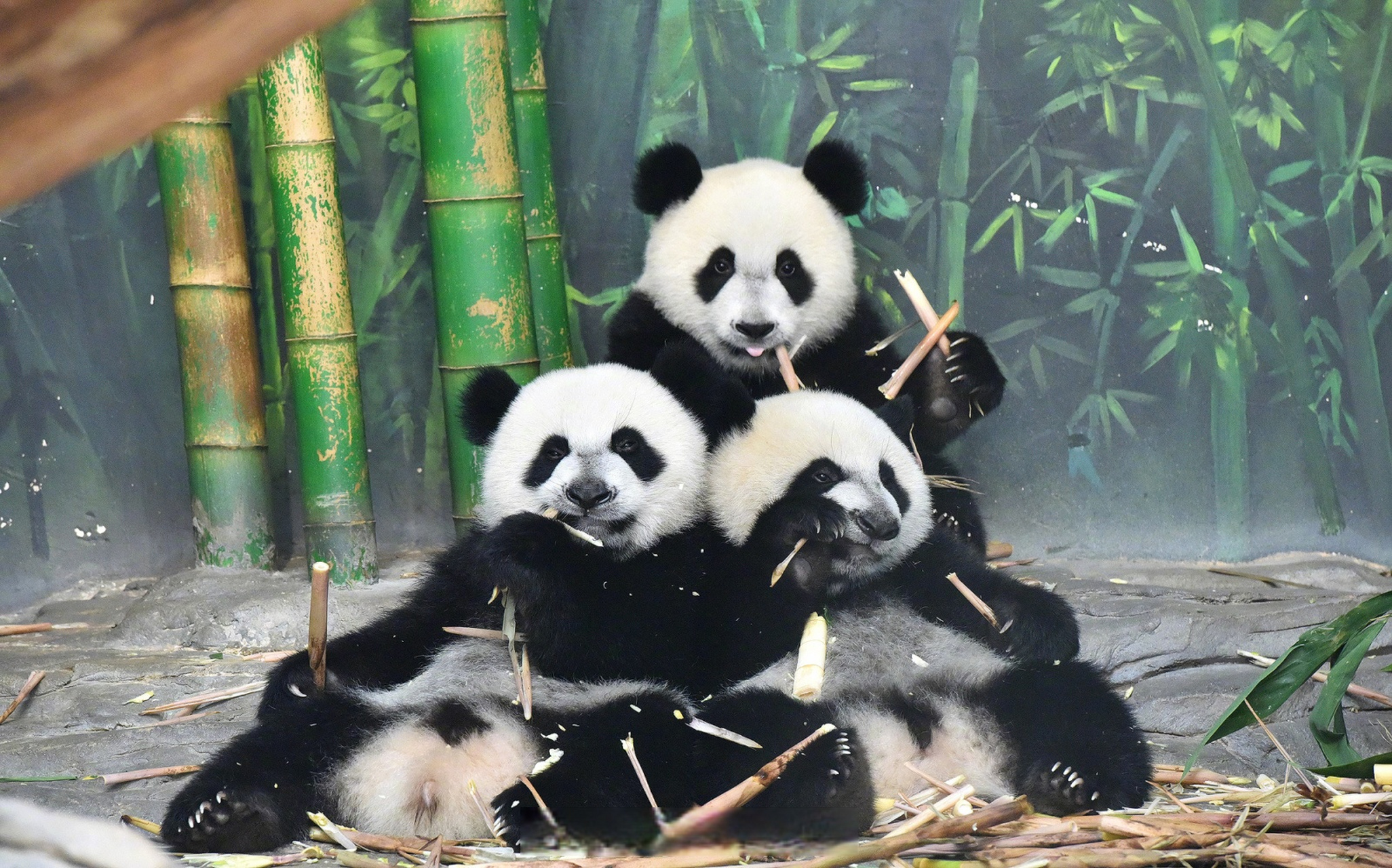 晚安广州#明天就是全球唯一大熊猫三胞胎姐弟"萌萌,帅帅,酷酷"的9岁