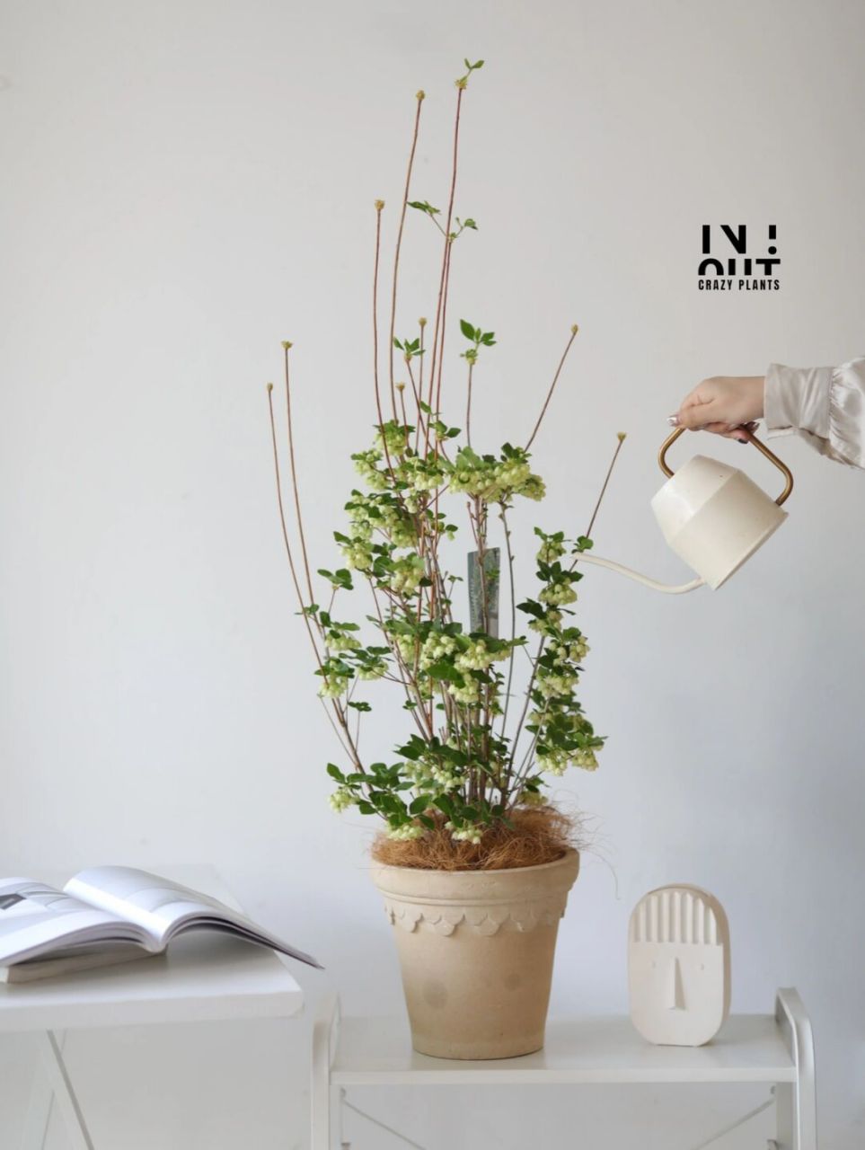 日本吊钟很仙气!那吊钟花盆栽一定是傲气!