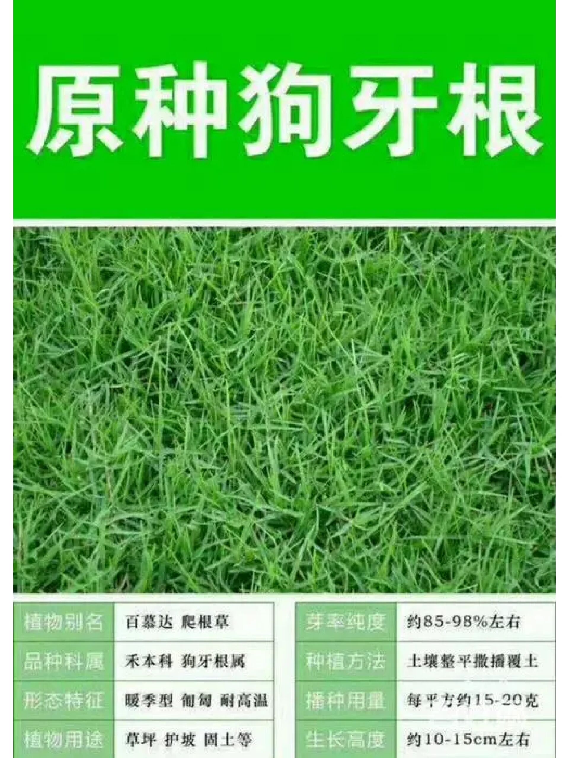 狗牙根,暖季型草坪,多年生