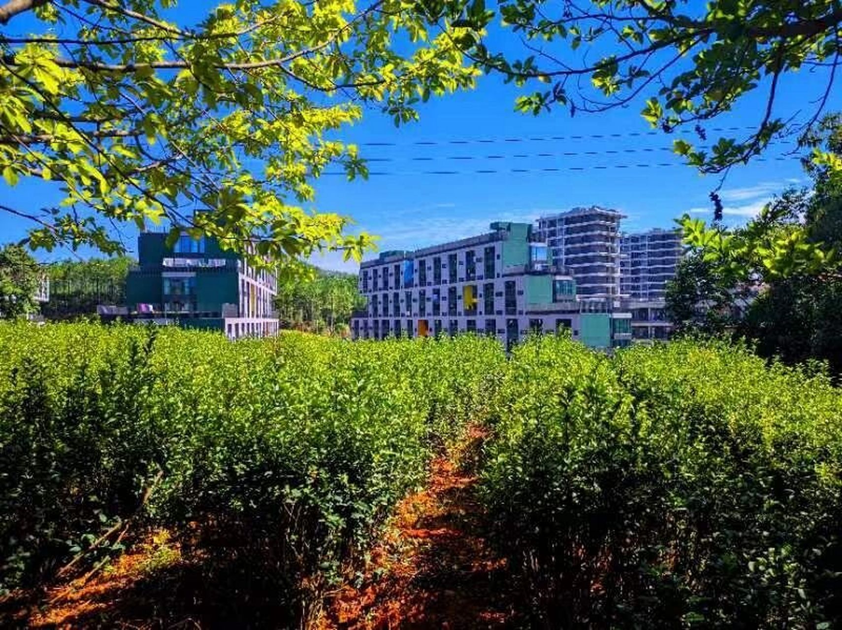 景德镇艺术职业大学是什么样的?