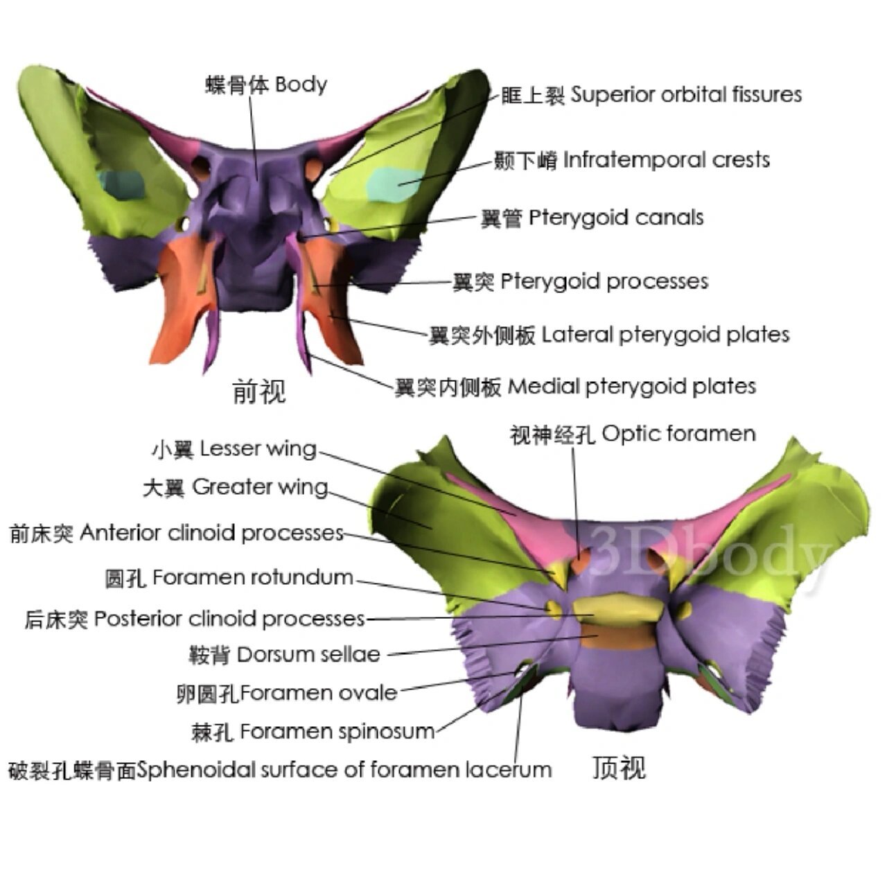 蝶骨壁纸图片