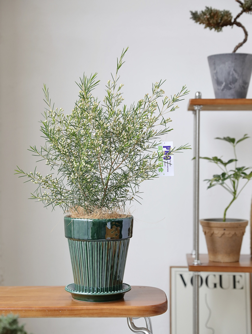 开花植物界的刘亦菲,清新高级又好养的澳梅!