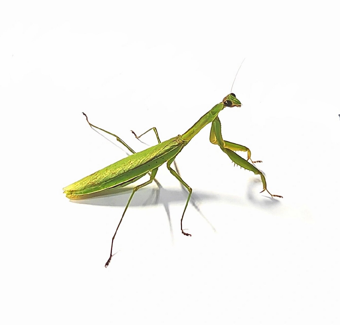 中华刀螳 十一国庆特辑  先祝祖国母亲生日快乐 中华刀螳,中国螳螂之