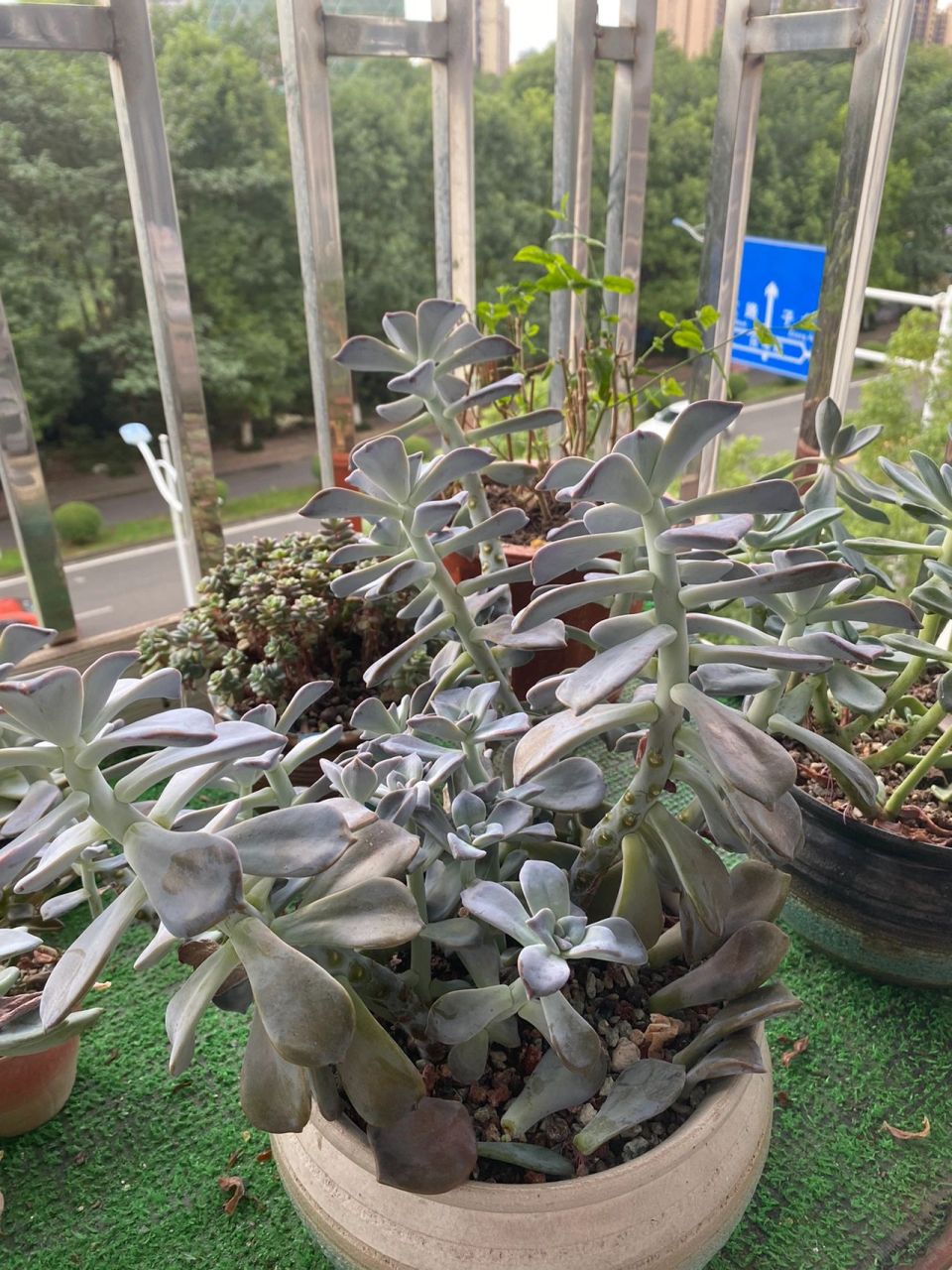 紫乐徒成这样咋弄 一个夏天徒长成这样全部断头吗