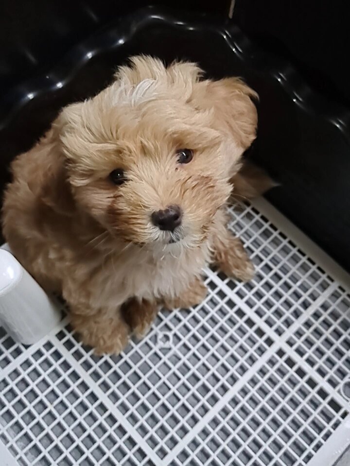 我买的纯种泰迪怎么是这种有白毛呢