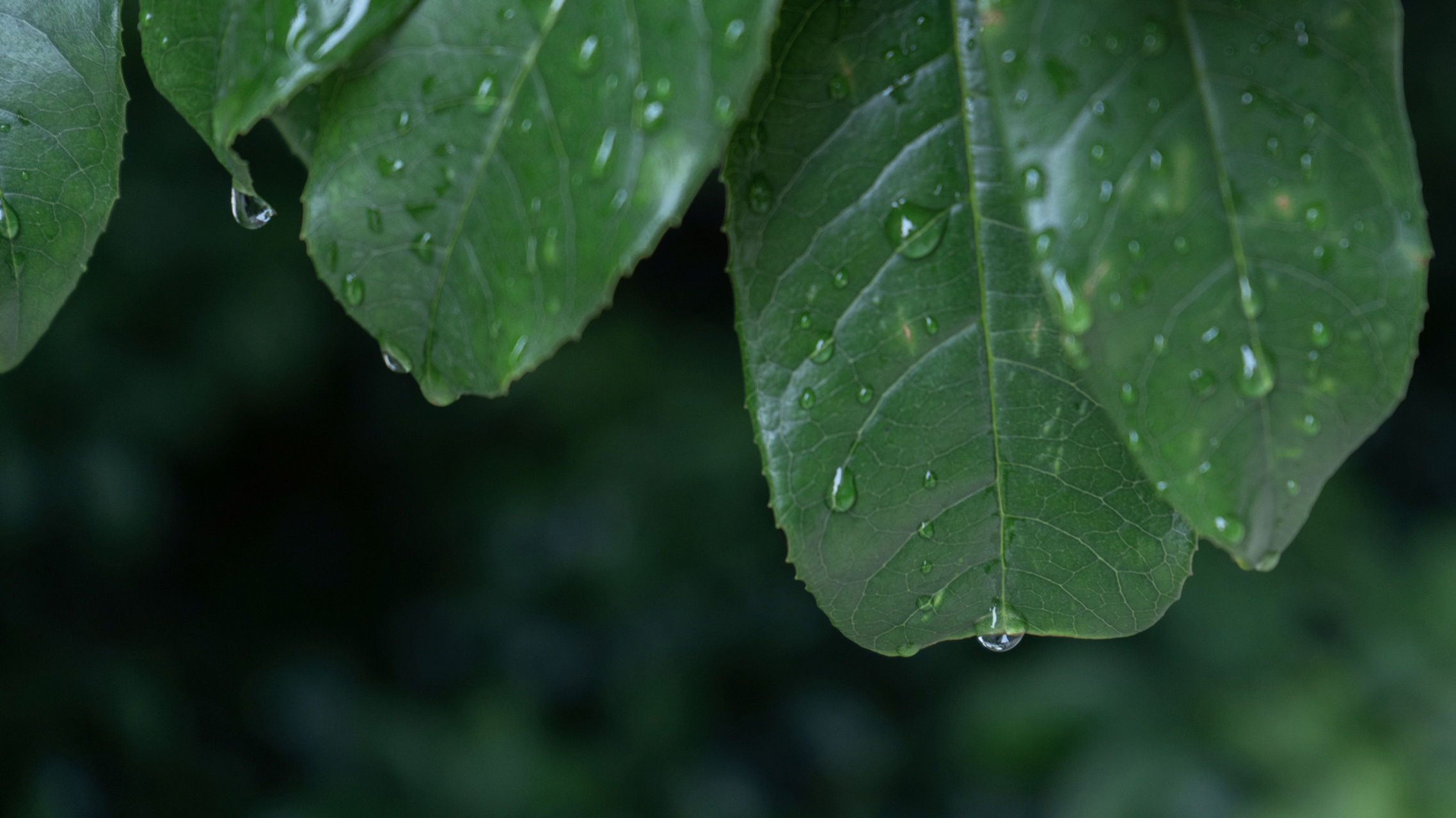 拍摄护眼壁纸 看起来就很安静的颜色,还有水露,很适合自己当屏保用