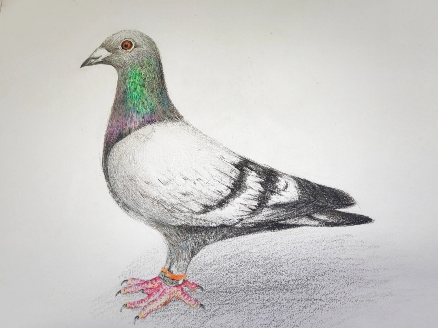 彩铅画 "鸽子①"