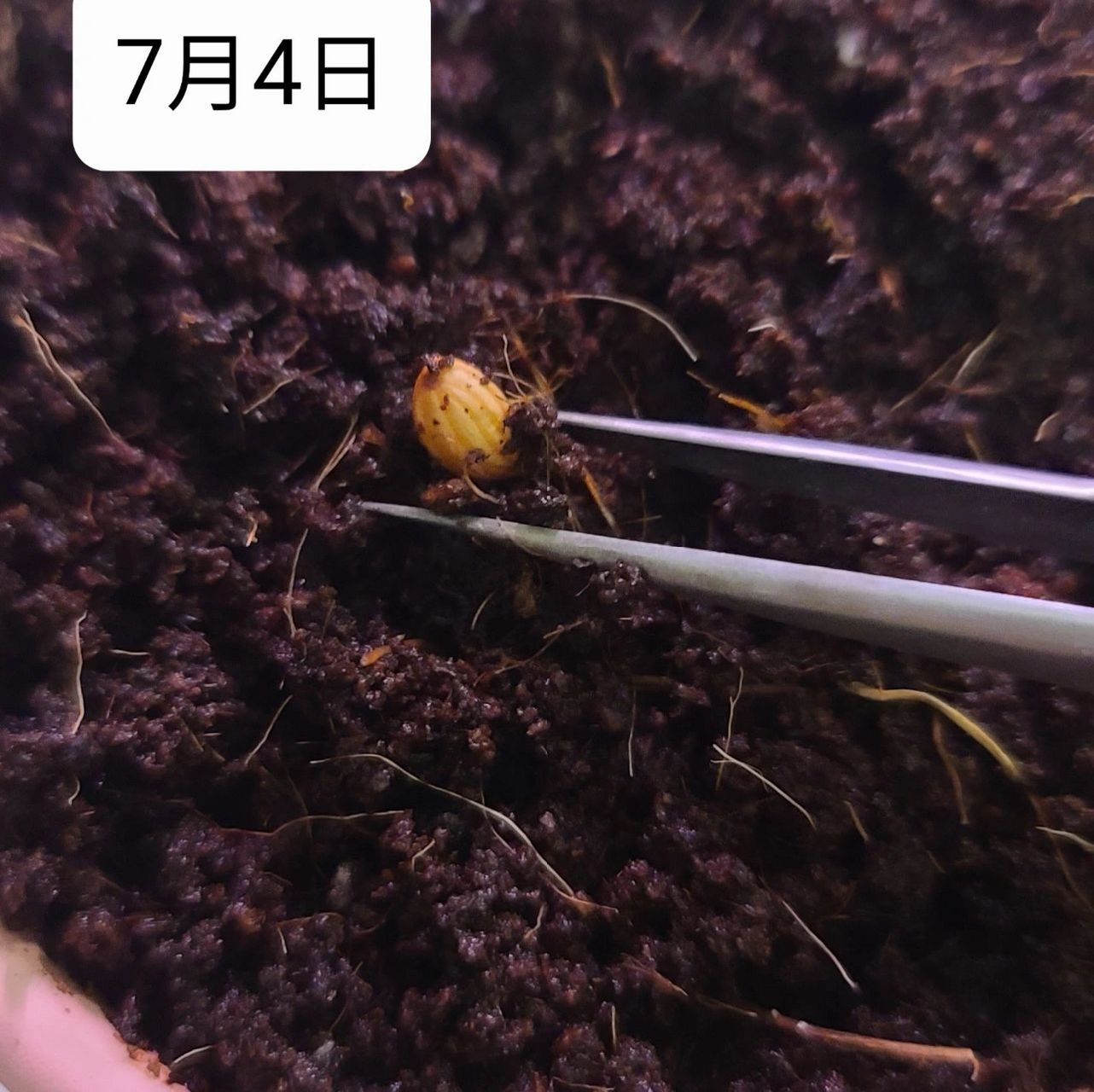 播种一颗樱花种子94 在贴吧学习播种技巧后,用去壳法催芽成功了.