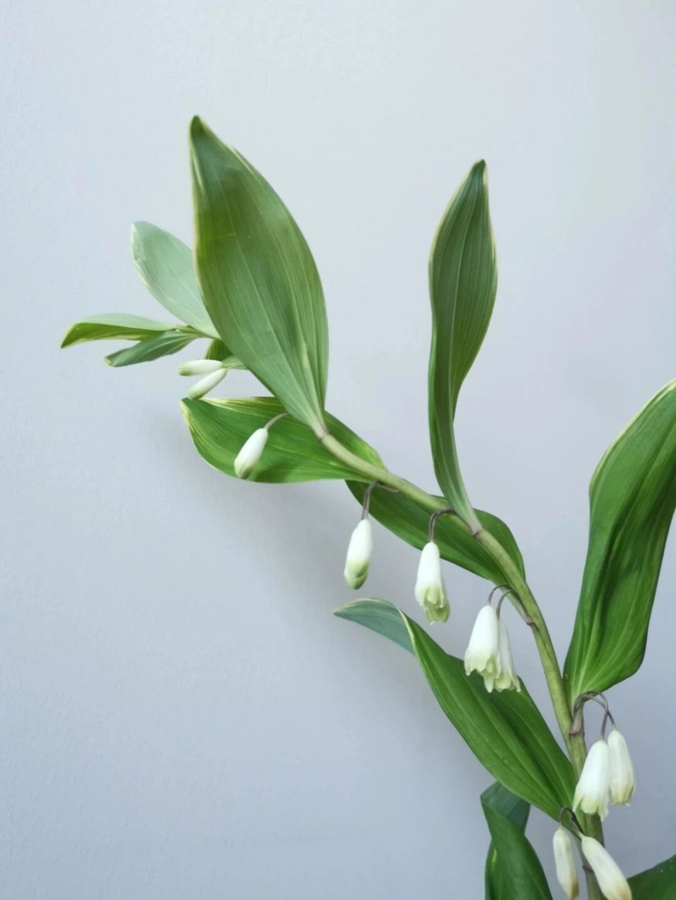 鸣子百合 (又名:斑叶玉竹)可入药,枝叶为高级花材,气质高雅,花开后像